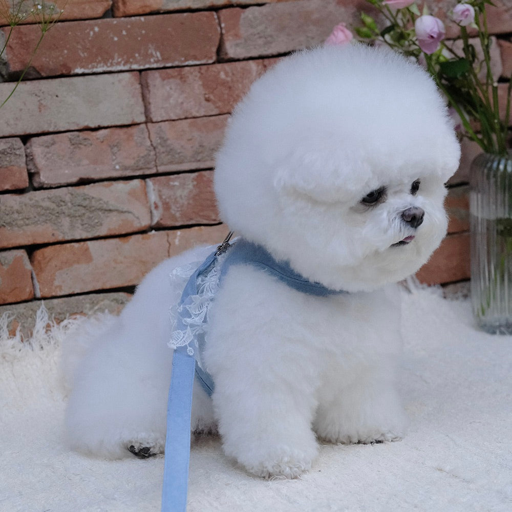 即納【BeBe Breath】Essential Harness（Denim）Leash Set｜犬用ハーネス
