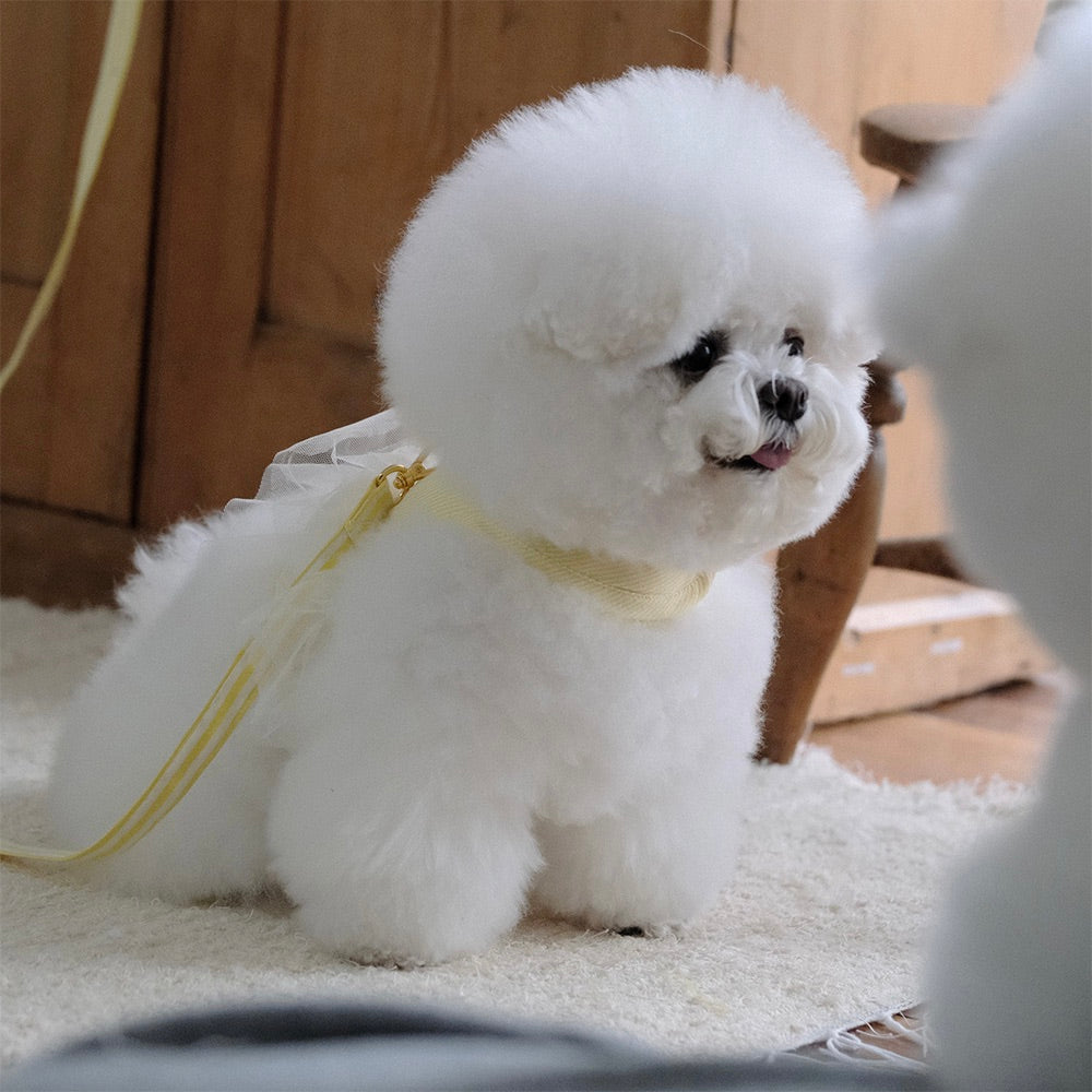 即納【BeBe Breath】Essential Harness（Yellow）Leash Set｜犬用ハーネス