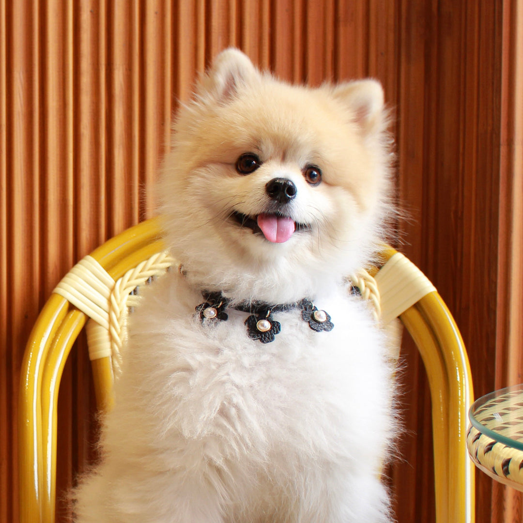 ※予約販売【maison de miu】 Daisy pearl neck strap（Black）