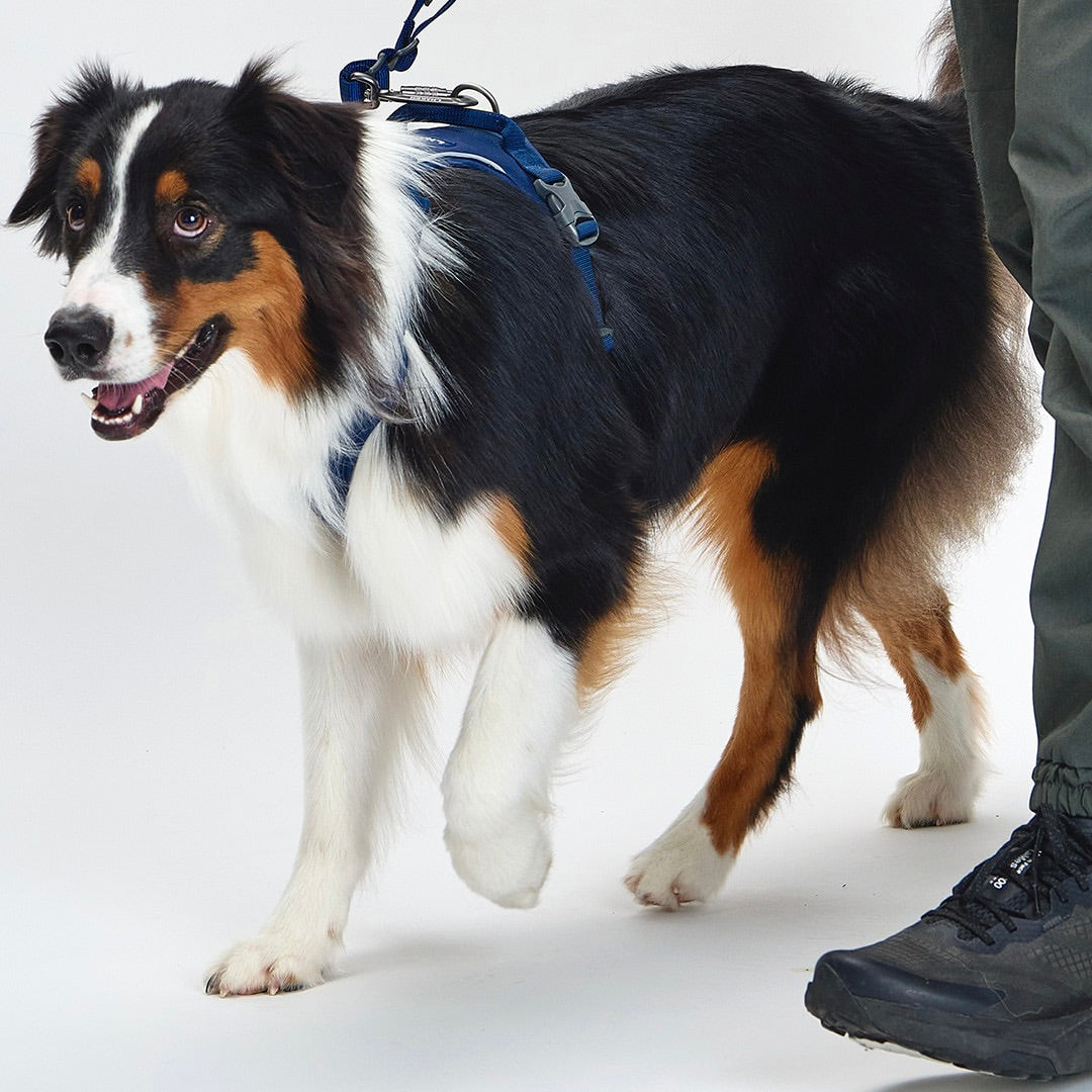 ※予約販売【munikund】TREKTAIL Harness - Navy ｜犬用ハーネス