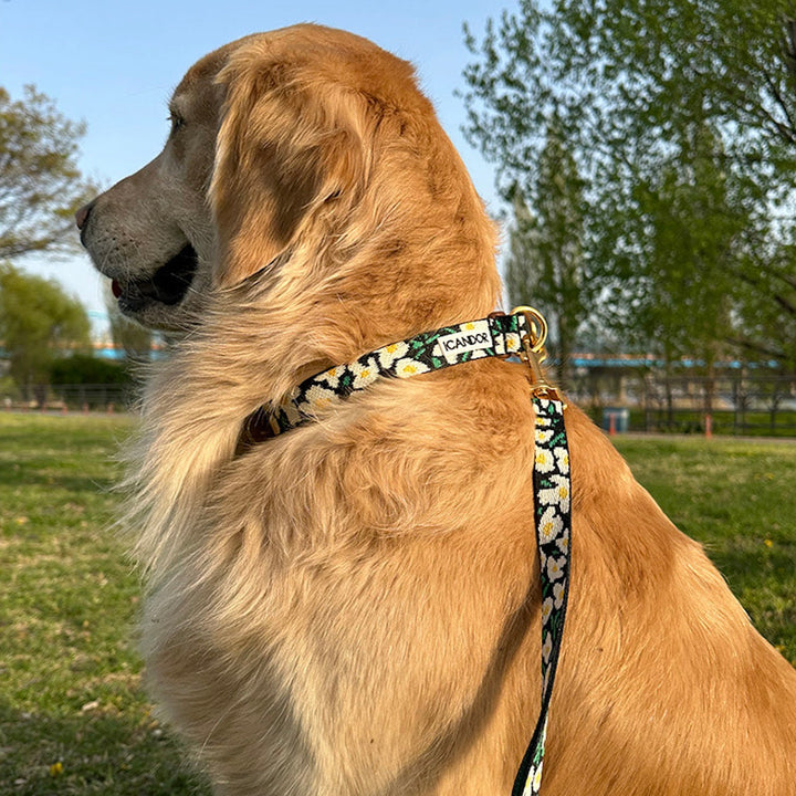 ※予約販売【iCANDOR】Gentle Collar Dual（BIG FISH BLACK）