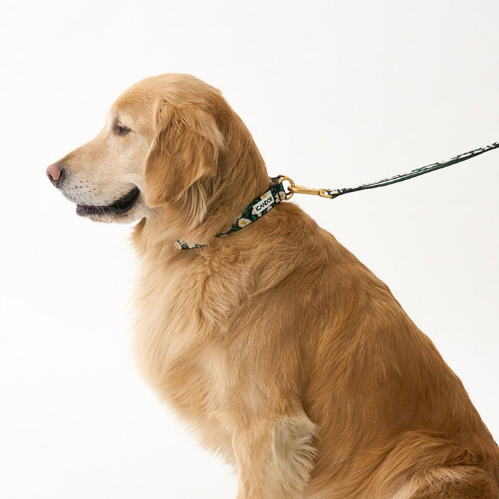 ※予約販売【iCANDOR】Gentle Collar Dual（BIG FISH BLACK）
