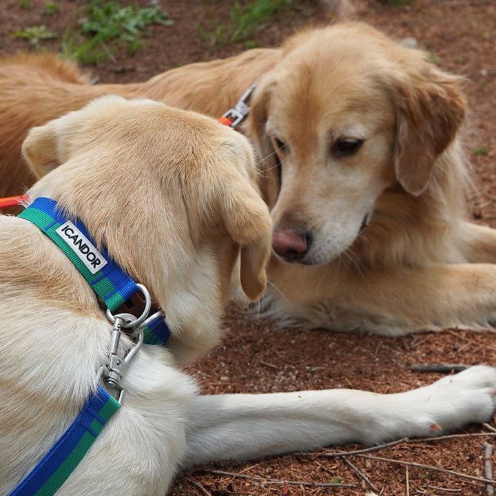 ※予約販売【iCANDOR】Gentle Collar Dual（FOREST）