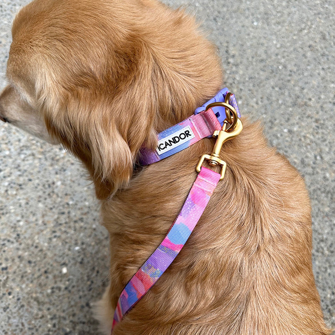 ※予約販売【iCANDOR】Gentle Collar Dual（MILKY WAY）