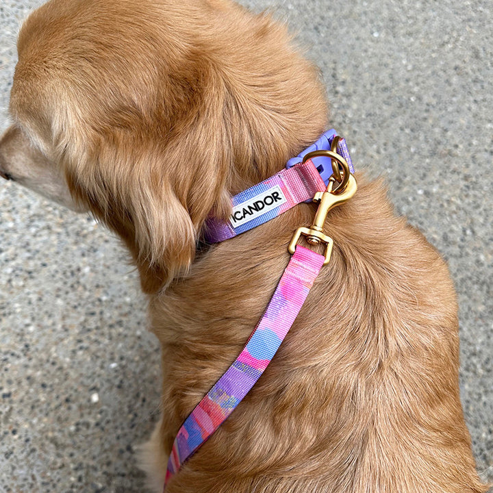 ※予約販売【iCANDOR】Gentle Collar Dual（MILKY WAY）