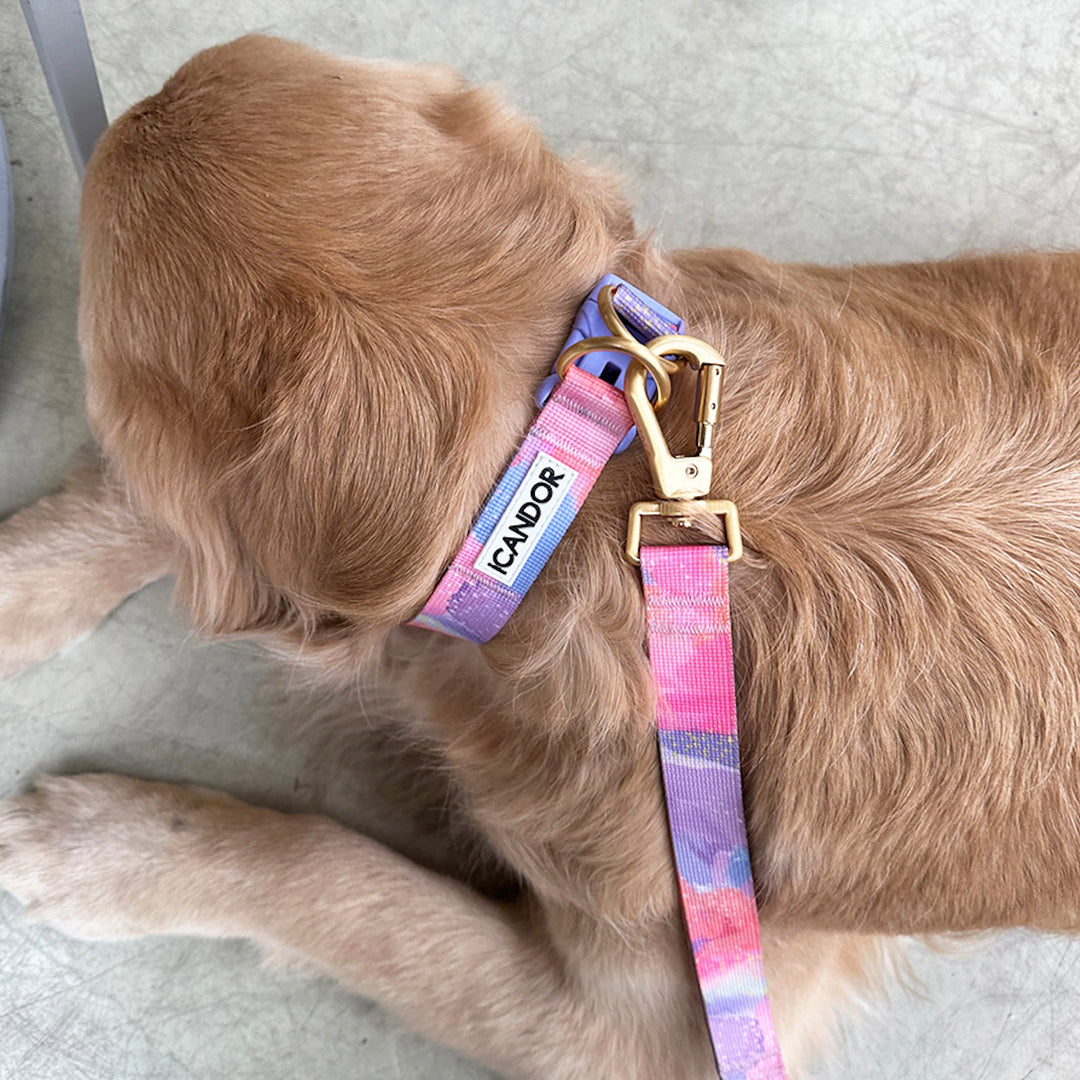 ※予約販売【iCANDOR】Gentle Collar Dual（MILKY WAY）