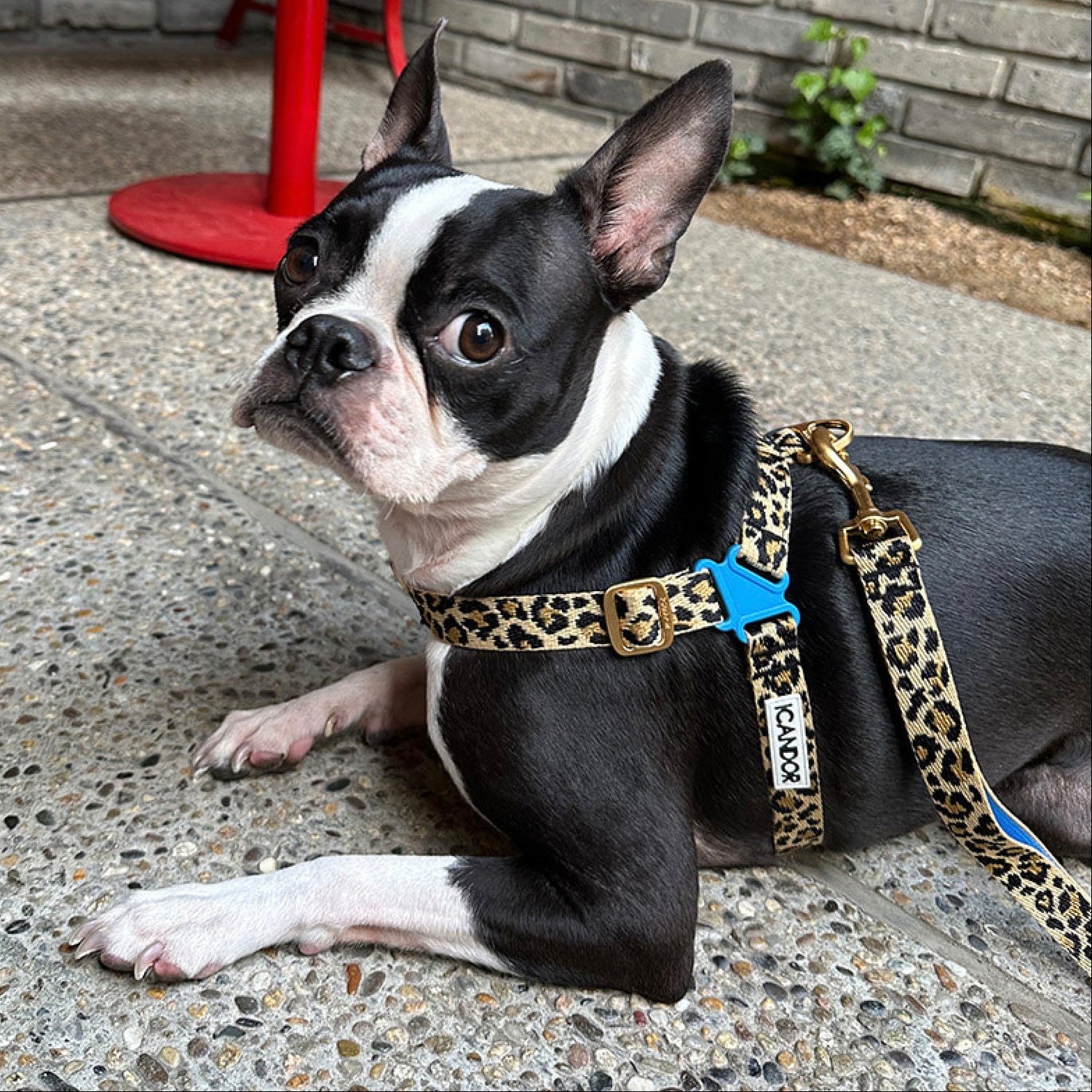 即納【iCANDOR】No-Pull Harness（LEOPARD）｜犬用ハーネス