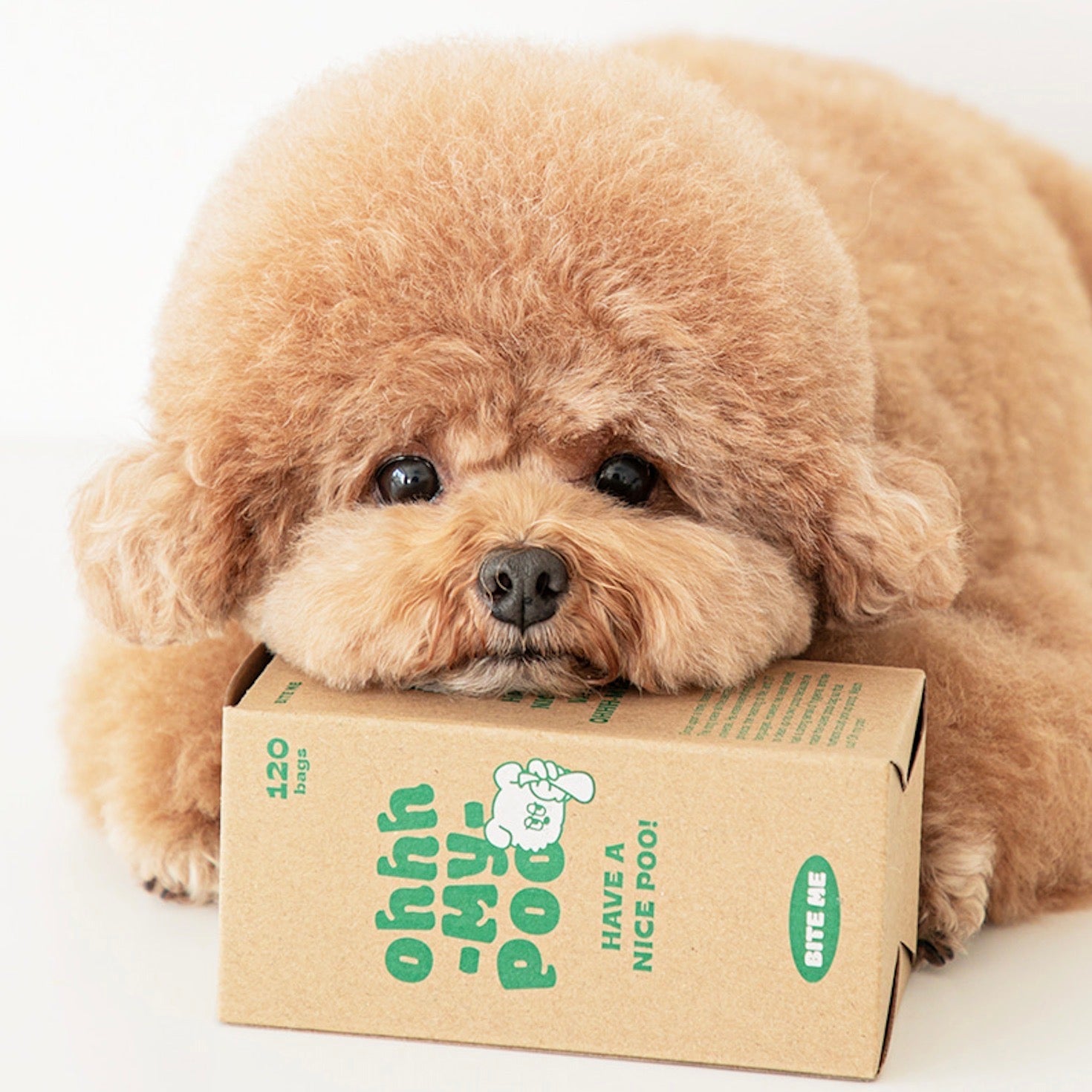 海外犬服 高品質なインポートのドッグウェア通販 