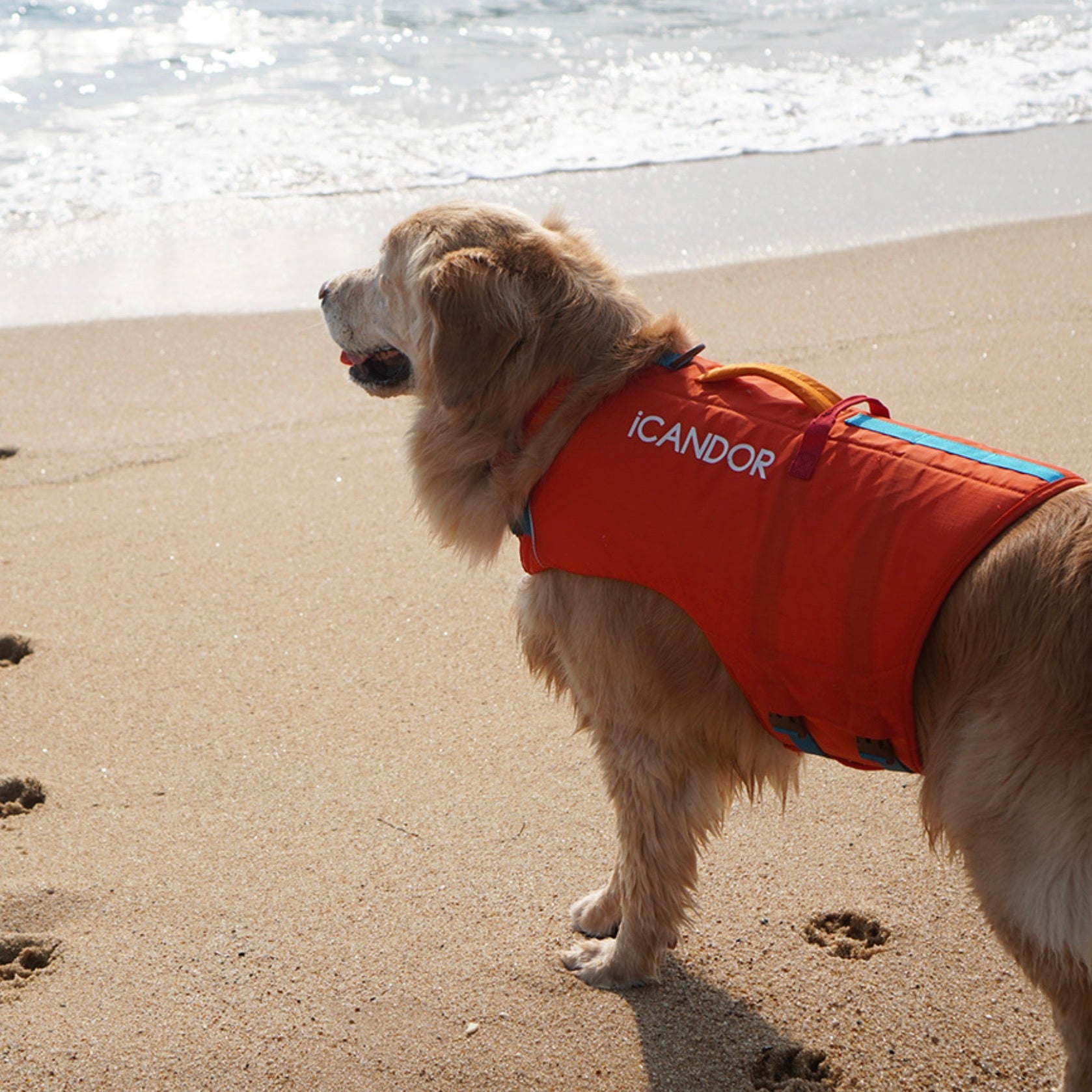 海外犬服高品質なインポートドッグウェア通販 