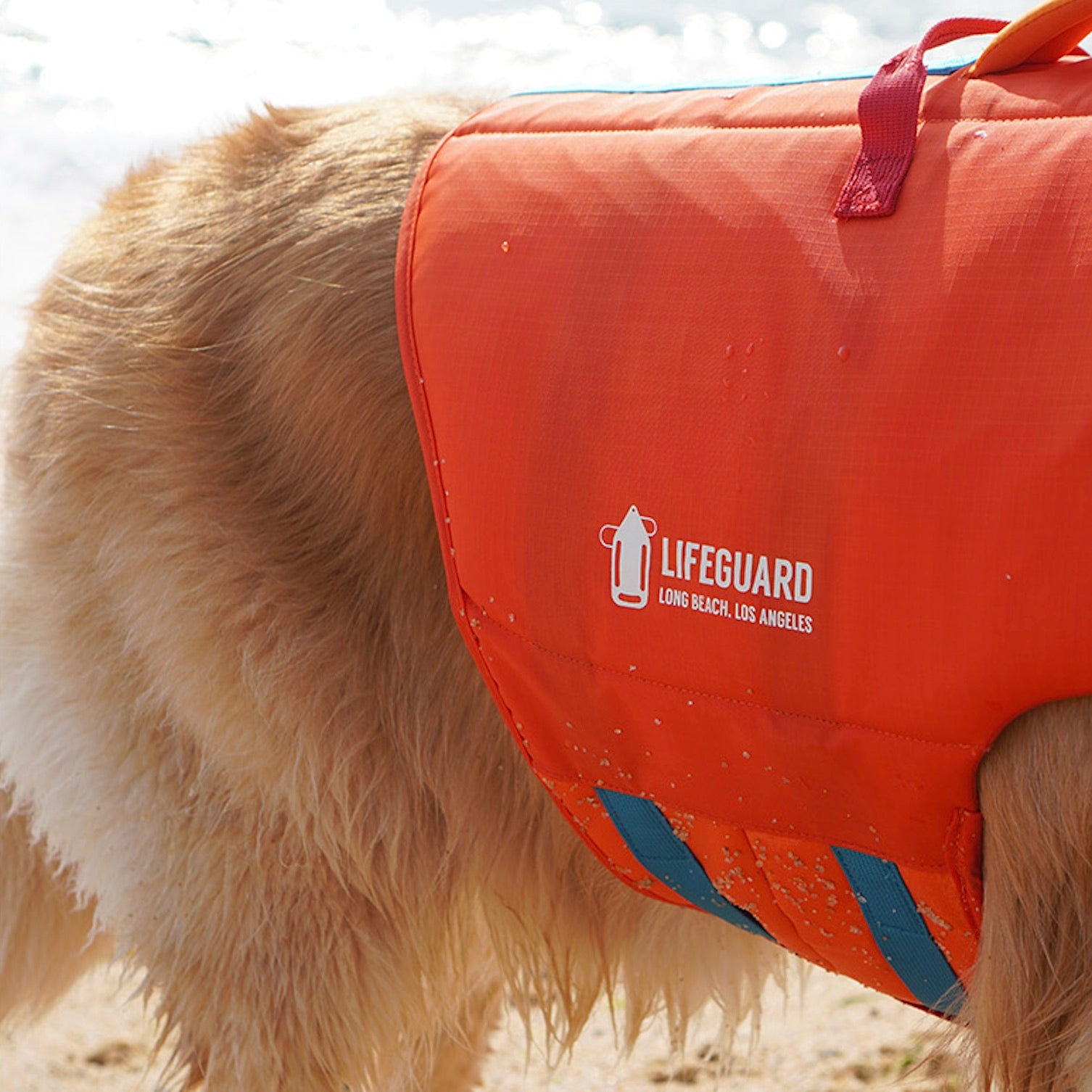 海外犬服高品質なインポートドッグウェア通販 