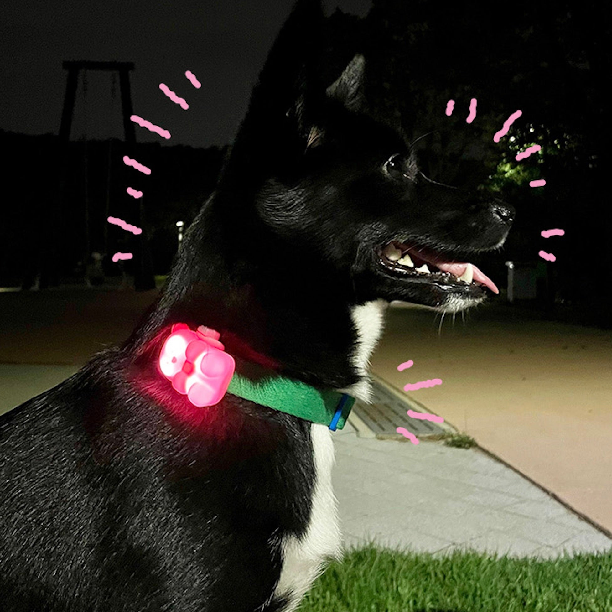 海外犬服 高品質なインポートのドッグウェア通販 