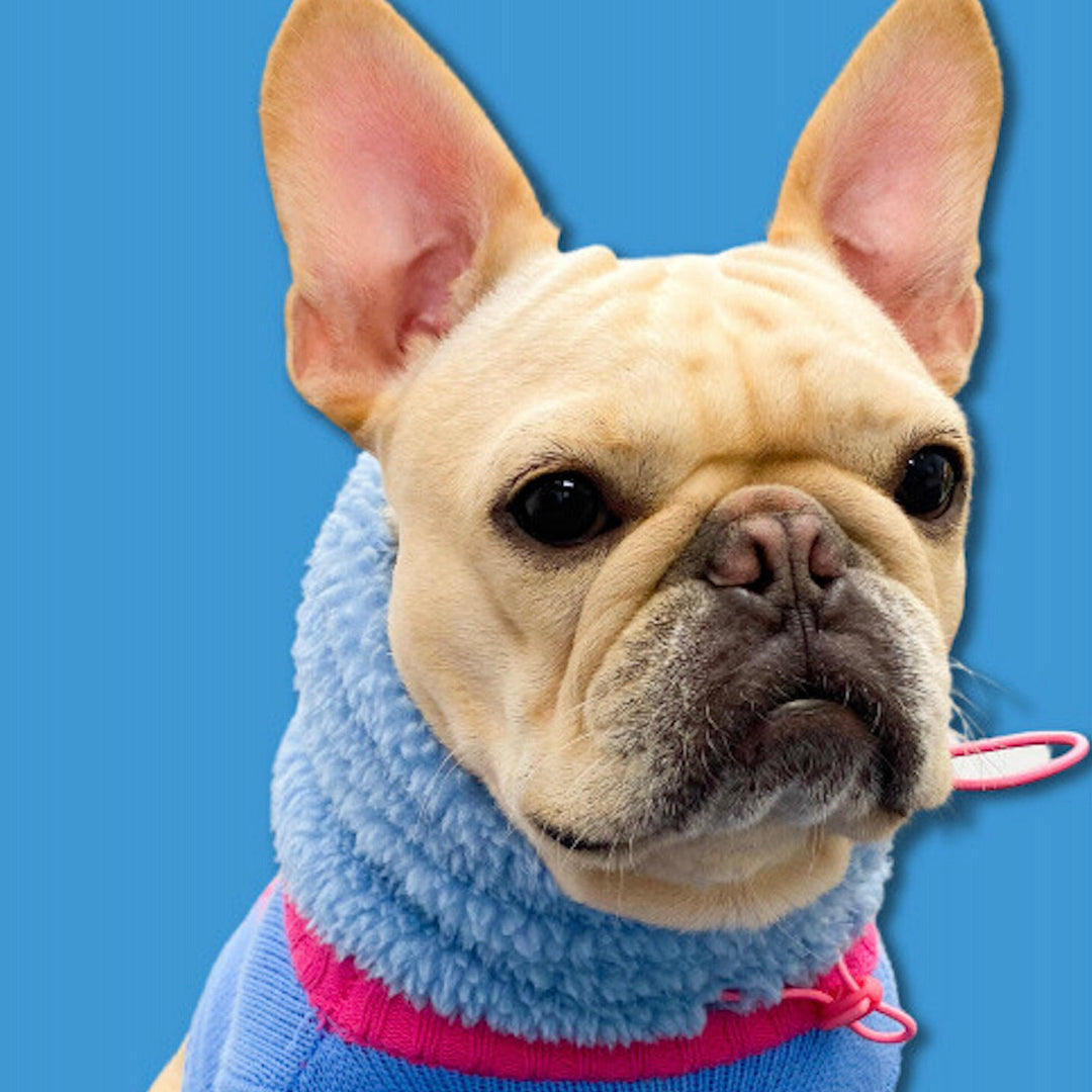 即納【TOOF】PUPPY NECKWARMER（Blue）