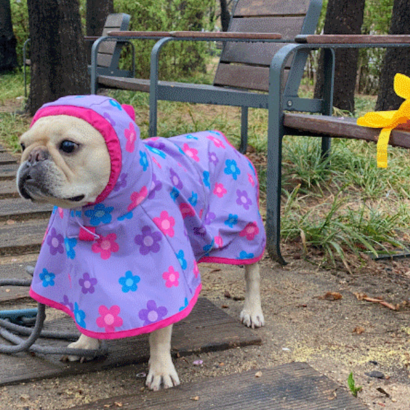 海外犬服 高品質なインポートのドッグウェア通販 