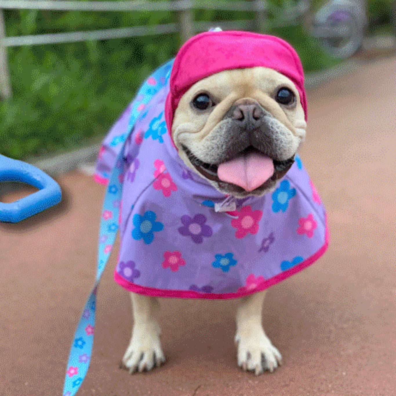 TOOF レインコート 海外犬服 高品質なインポートのドッグウェア通販 