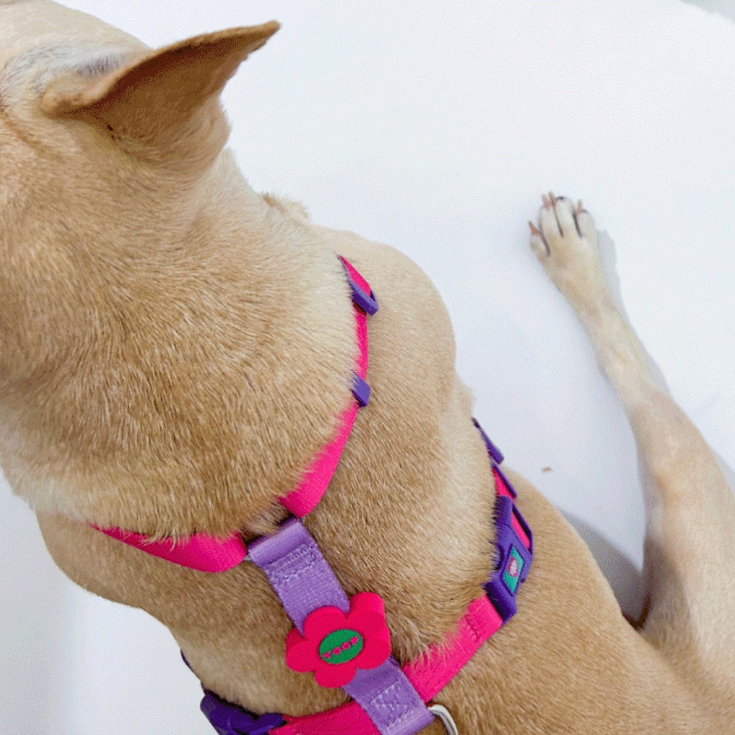 即納【TOOF】Flower Logo H Harness（PINK/PURPLE）