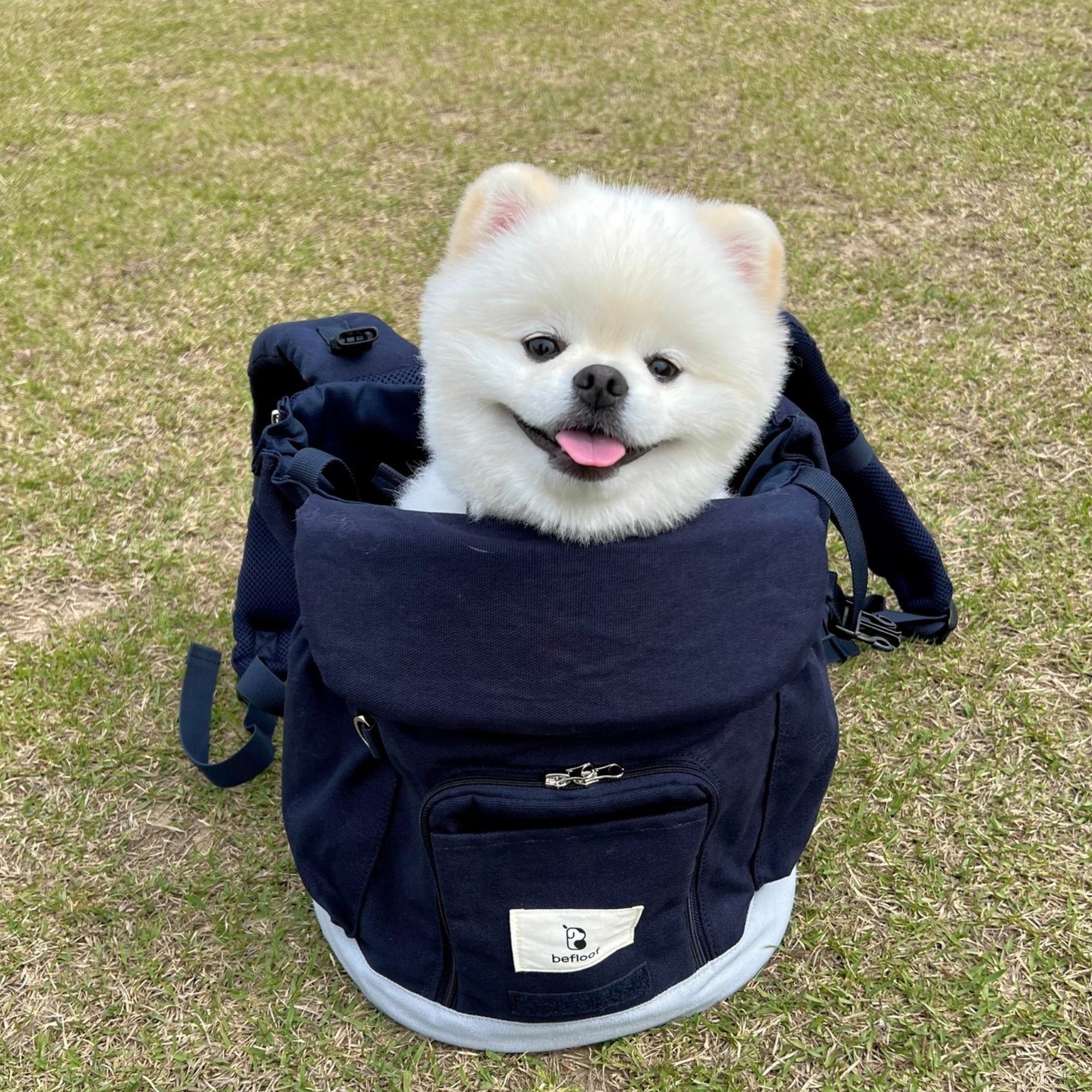 海外犬服 高品質なインポートのドッグウェア通販 