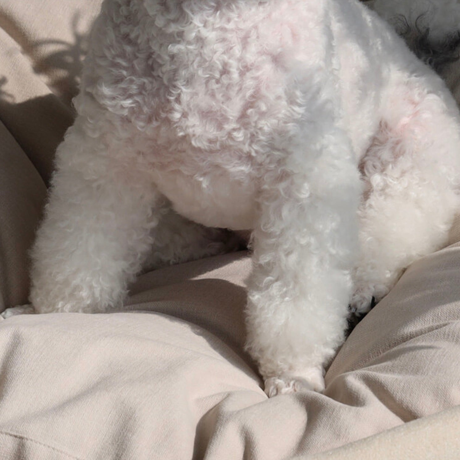 andantte 犬用ベッド 730x530x150mm 海外犬服 高品質なインポートのドッグウェア通販 