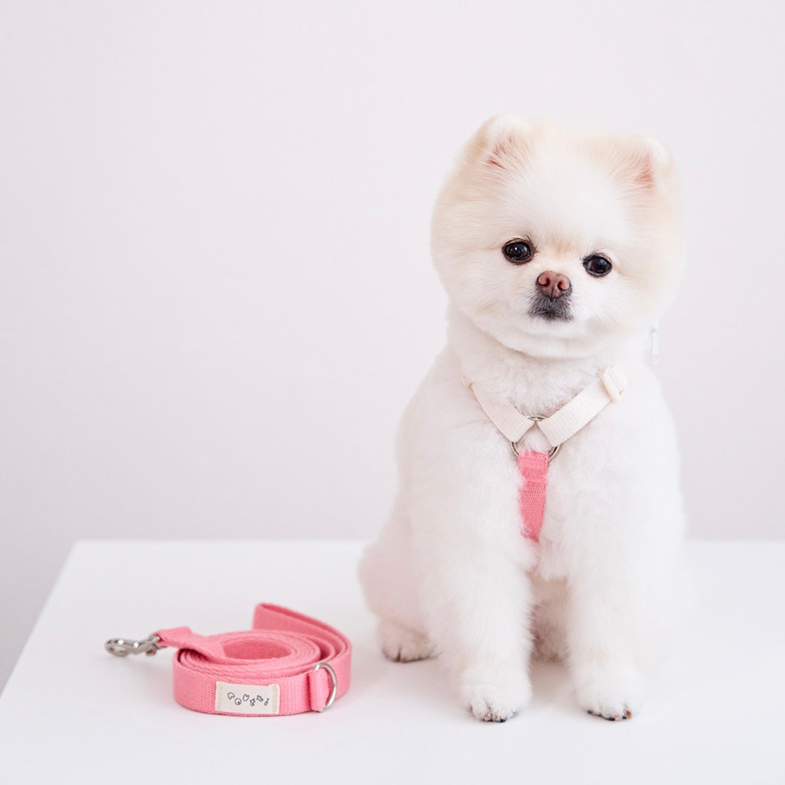 海外犬服 高品質なインポートのドッグウェア通販 