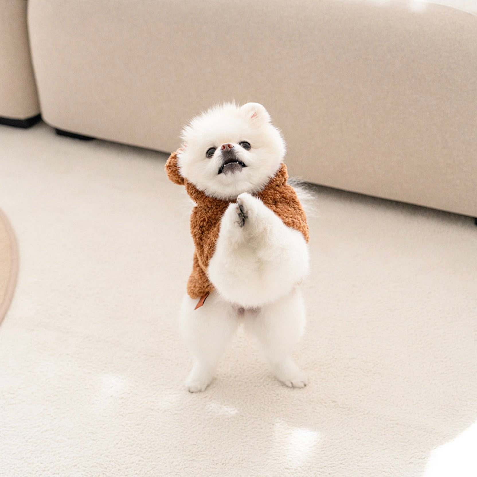 海外犬服 高品質なインポートのドッグウェア通販 海外犬服 高品質なインポートのドッグウェア通販