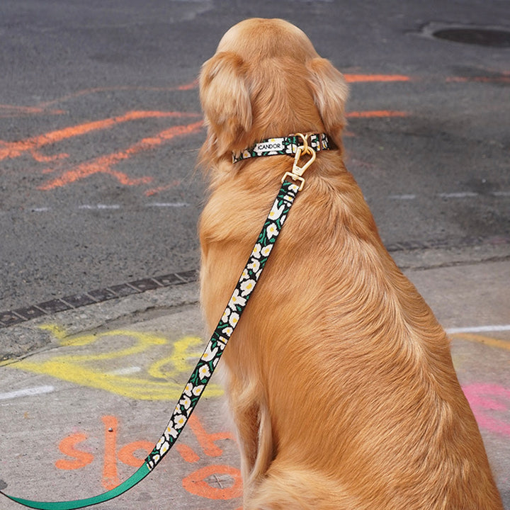 ※予約販売【iCANDOR】Gentle Collar Dual（BIG FISH BLACK）