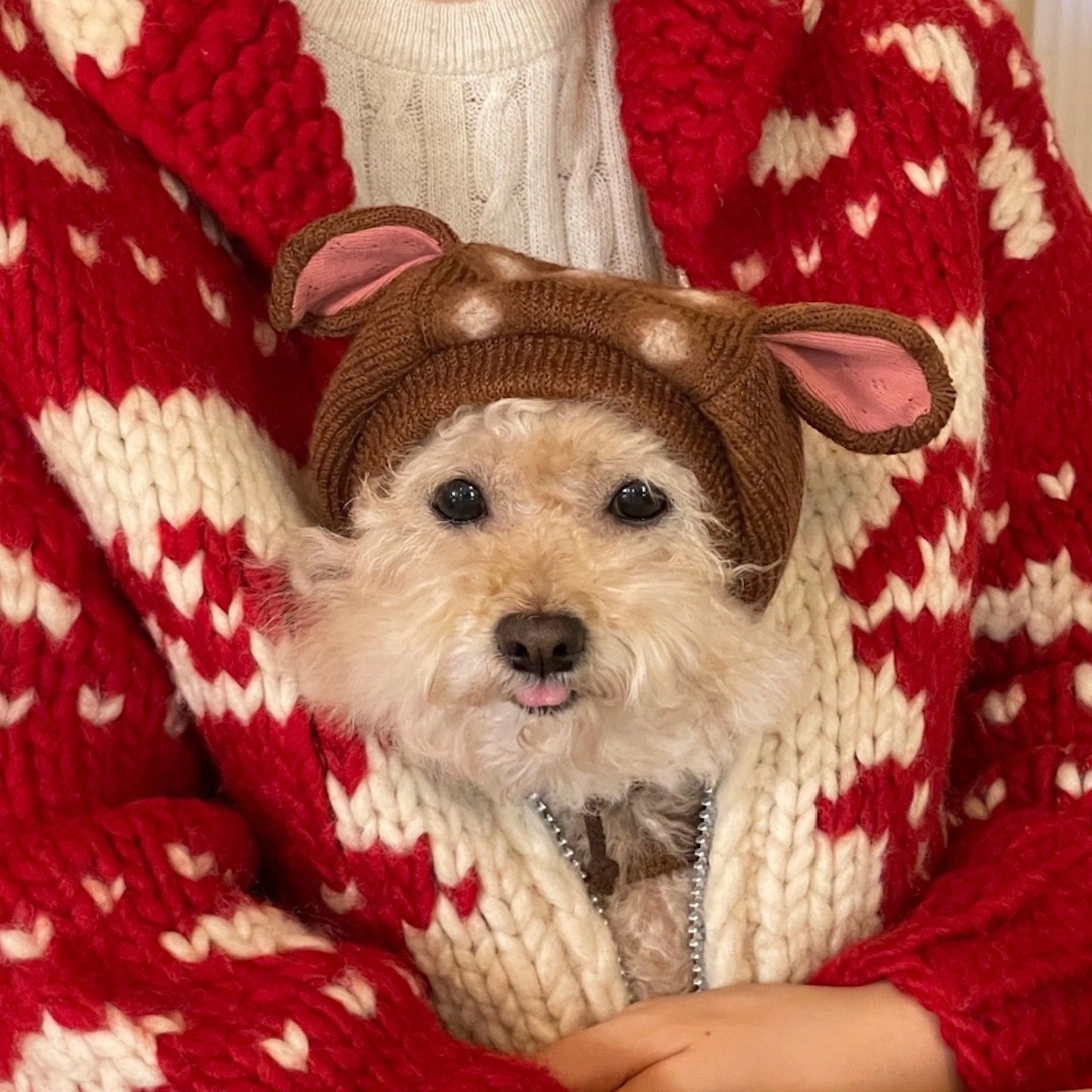 海外犬服 高品質なインポートのドッグウェア通販 