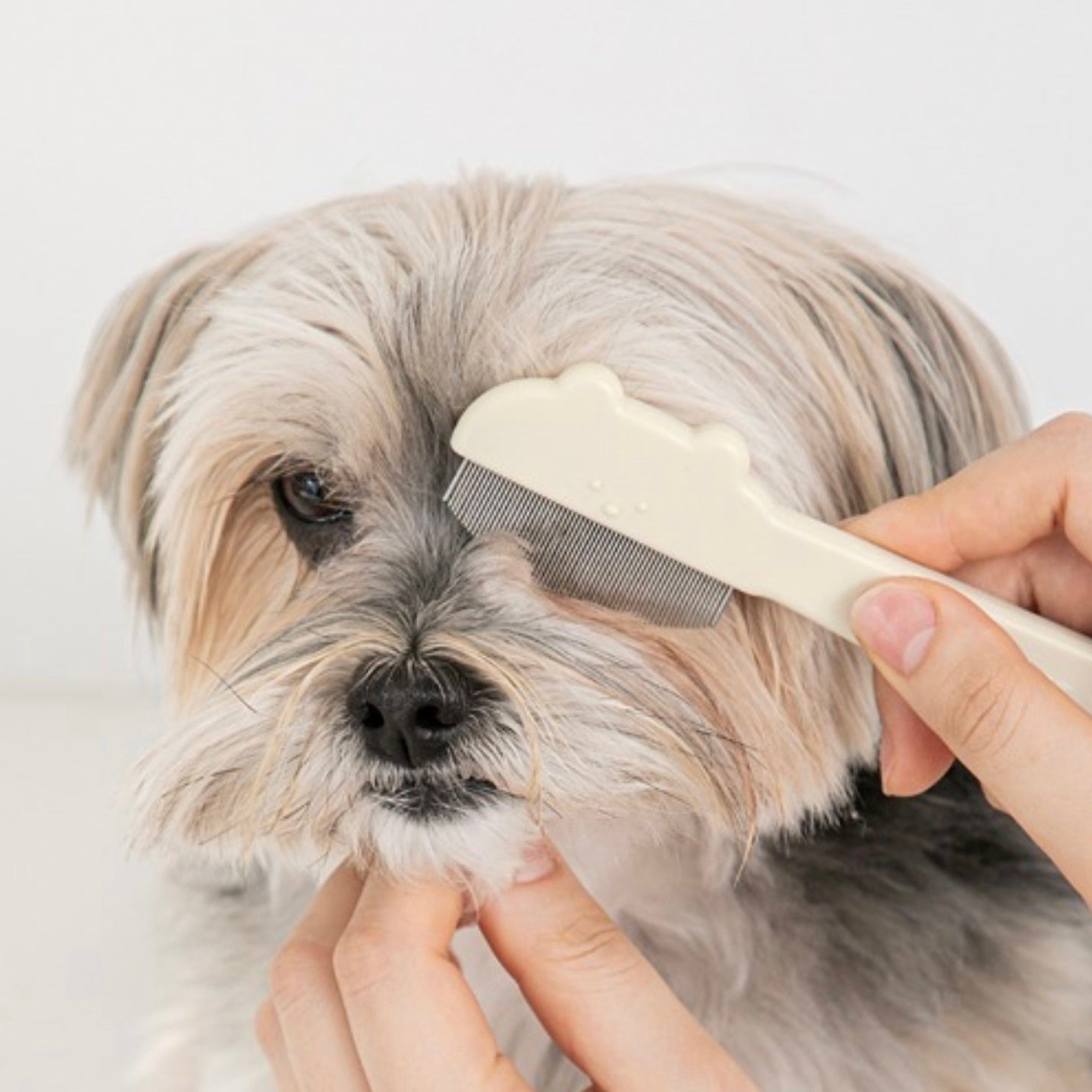 美品　MIKIO SAKABE　シースルージャケット　犬　刺繍　フリーサイズ 海外犬服 高品質なインポートのドッグウェア通販 