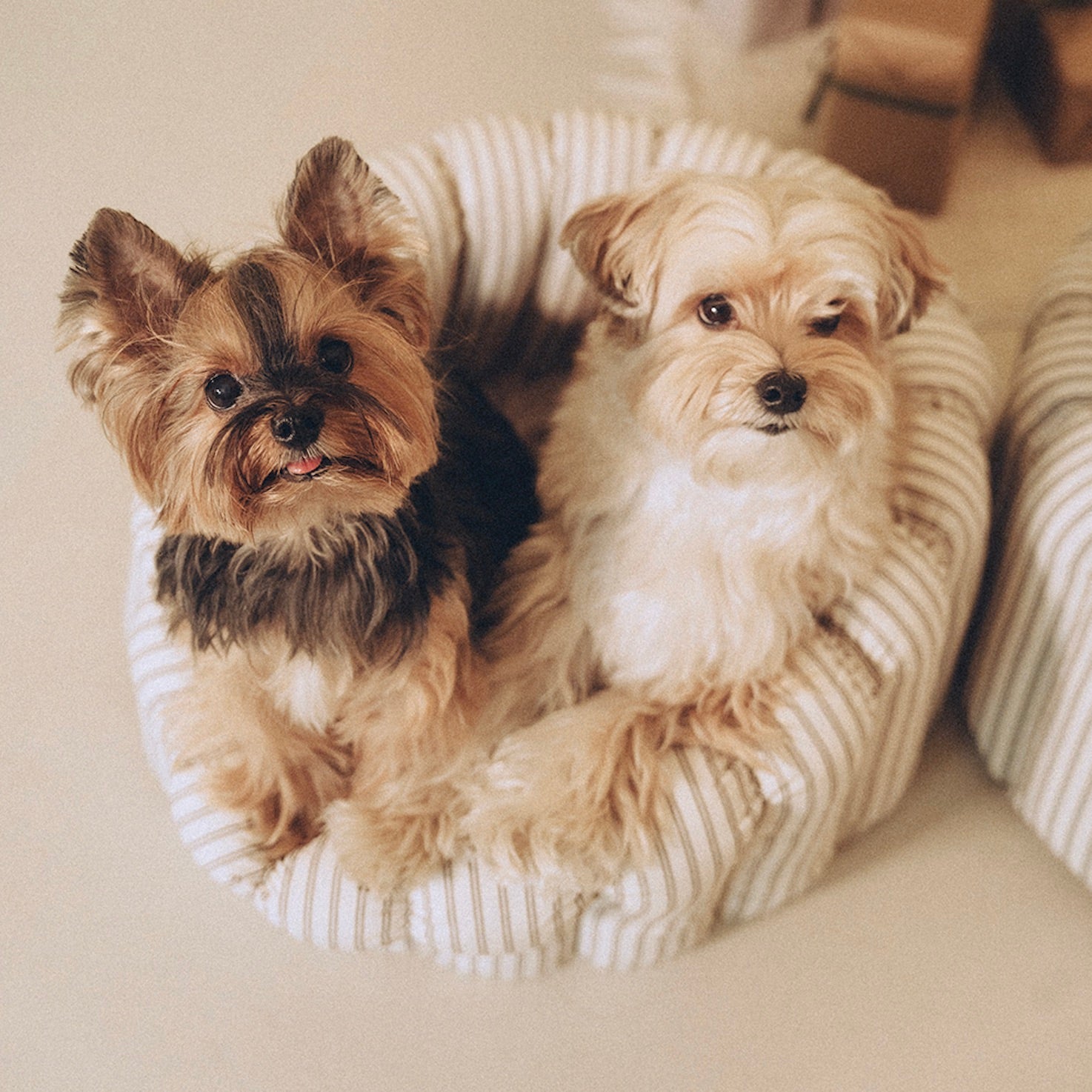 海外犬服 高品質なインポートのドッグウェア通販 