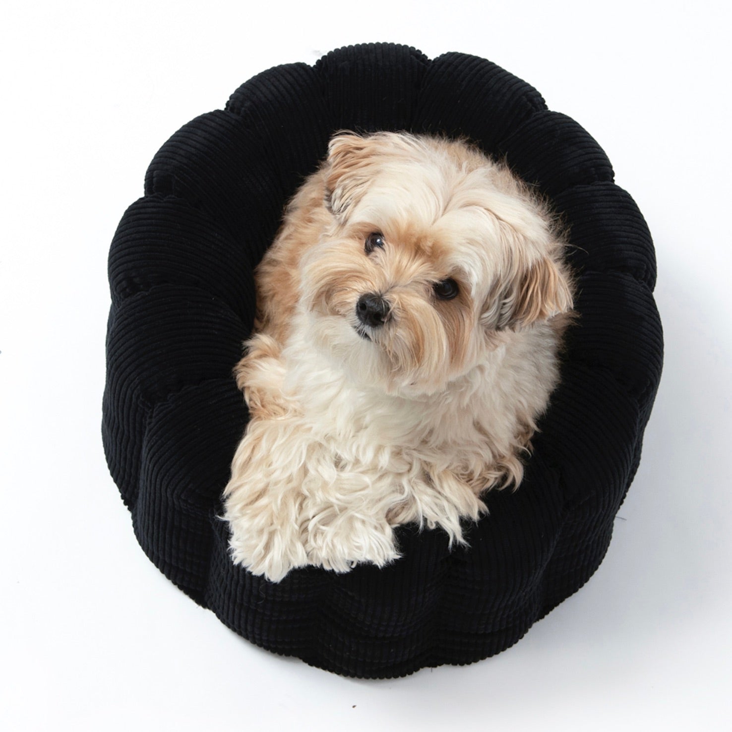 海外犬服 高品質なインポートのドッグウェア通販 