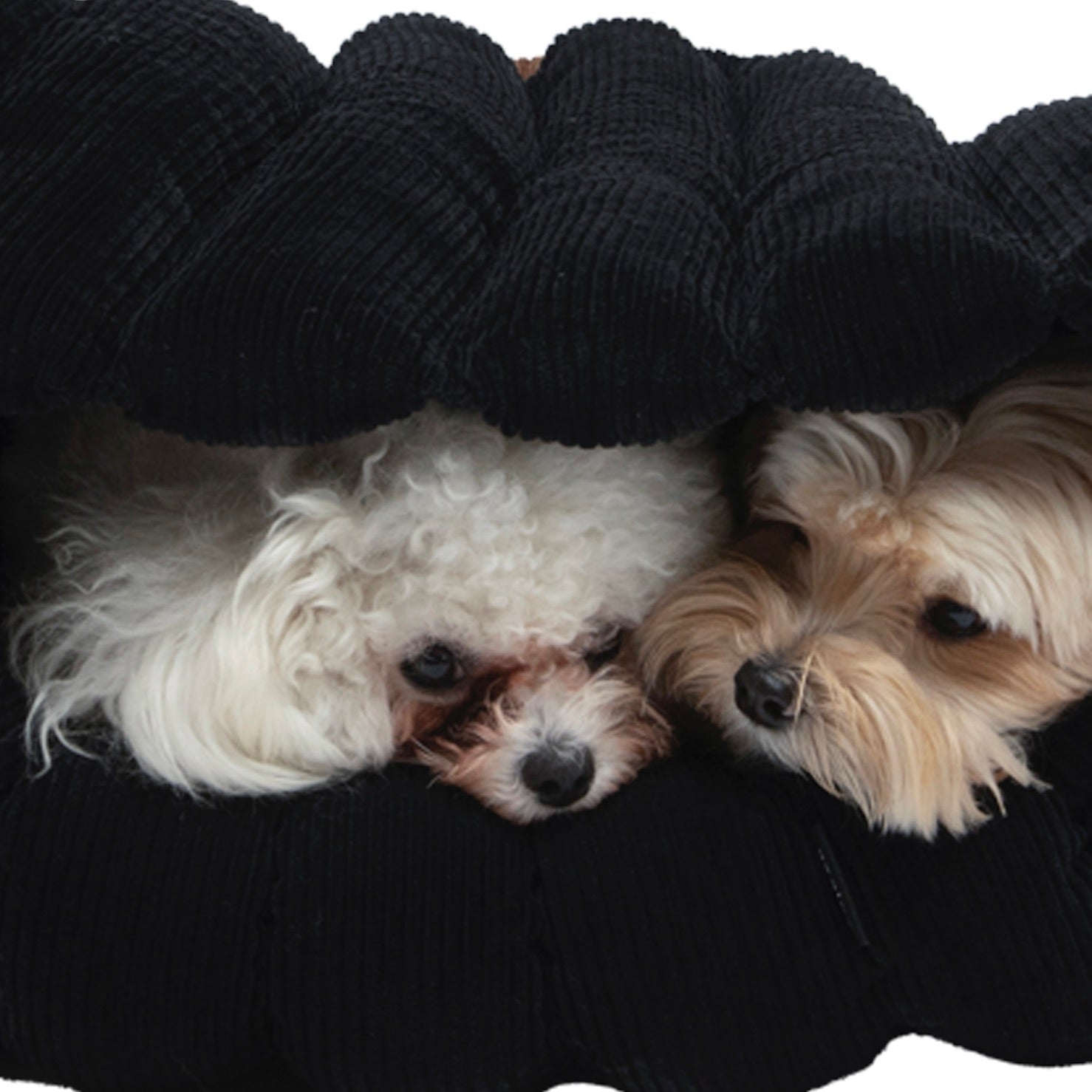 海外犬服 高品質なインポートのドッグウェア通販 