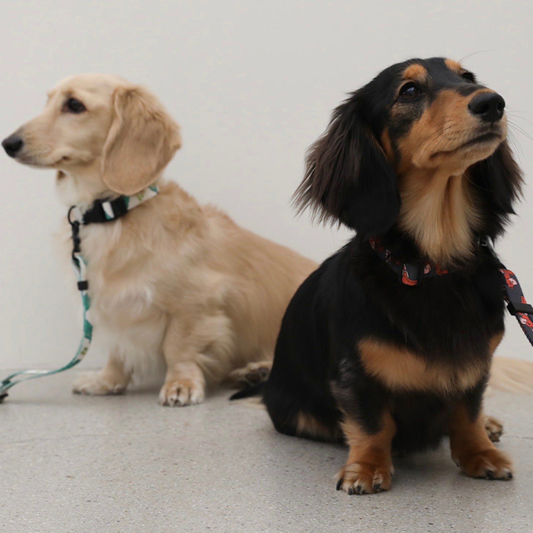 海外犬服 高品質なインポートのドッグウェア通販 