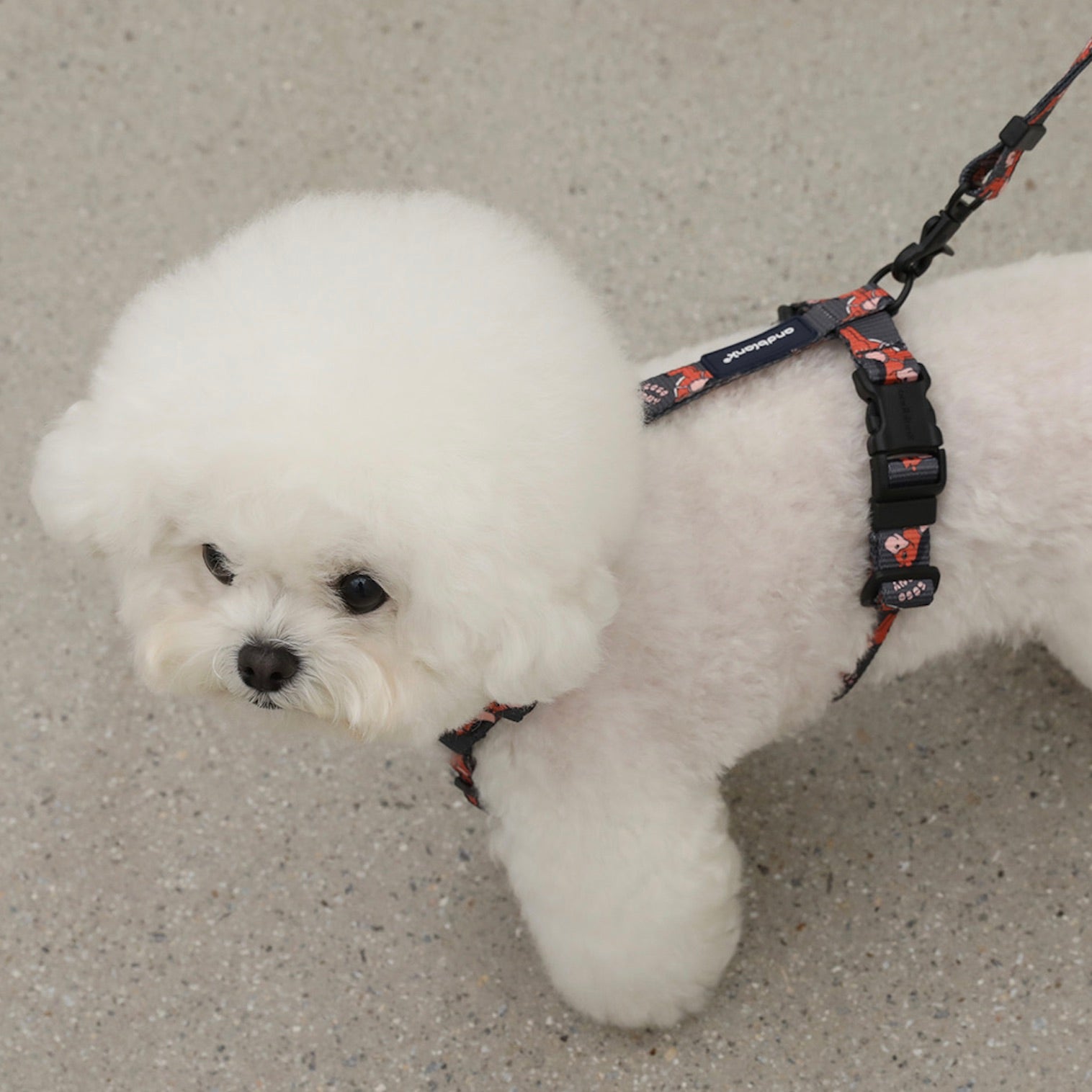 海外犬服 高品質なインポートのドッグウェア通販 