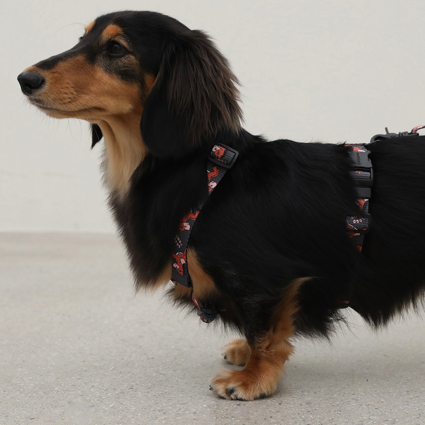 海外犬服 高品質なインポートのドッグウェア通販 