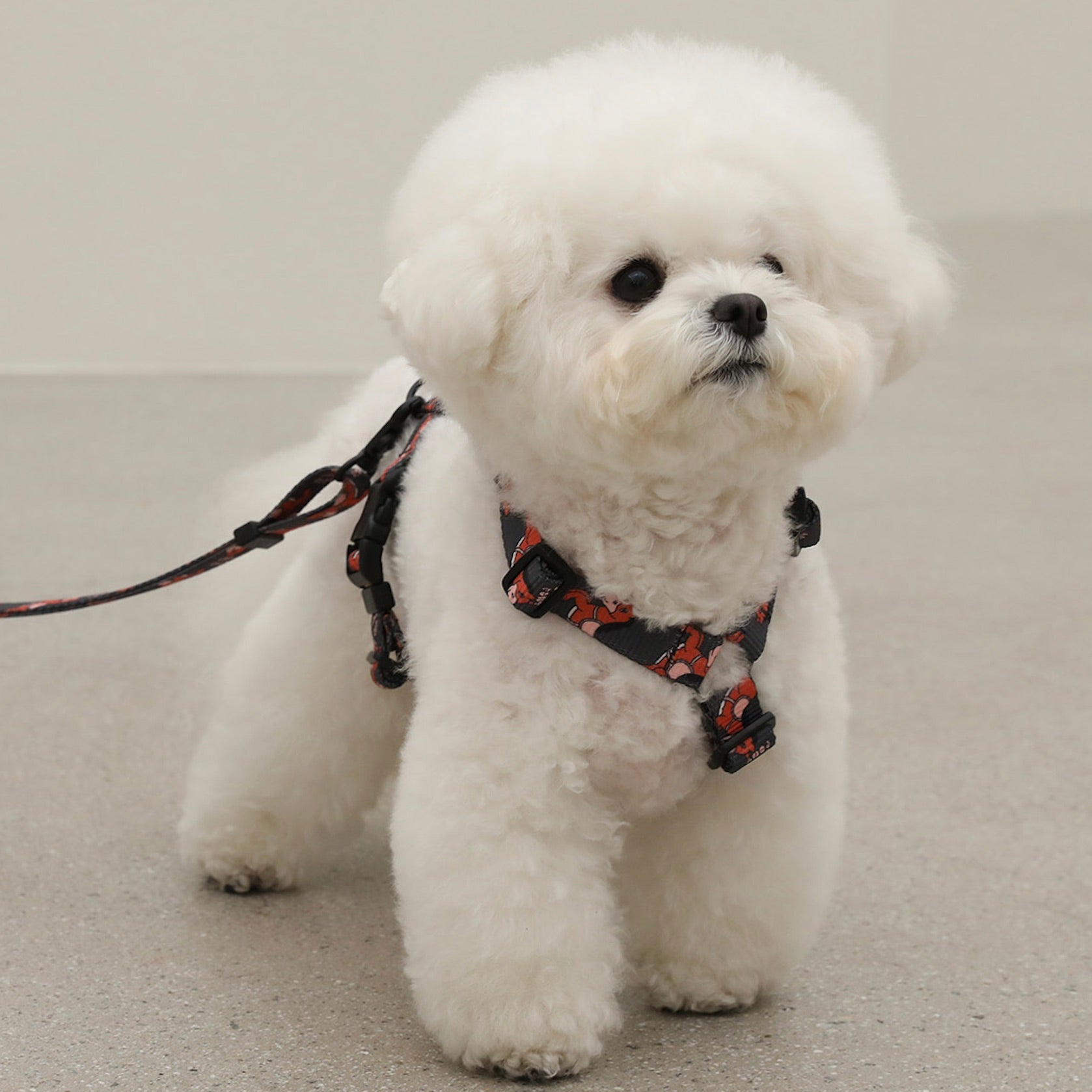 海外犬服 高品質なインポートのドッグウェア通販 