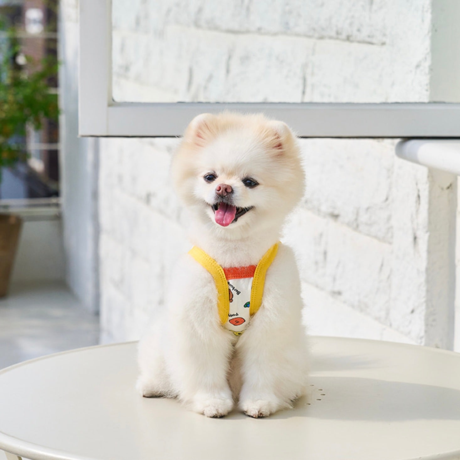 海外犬服 高品質なインポートのドッグウェア通販 