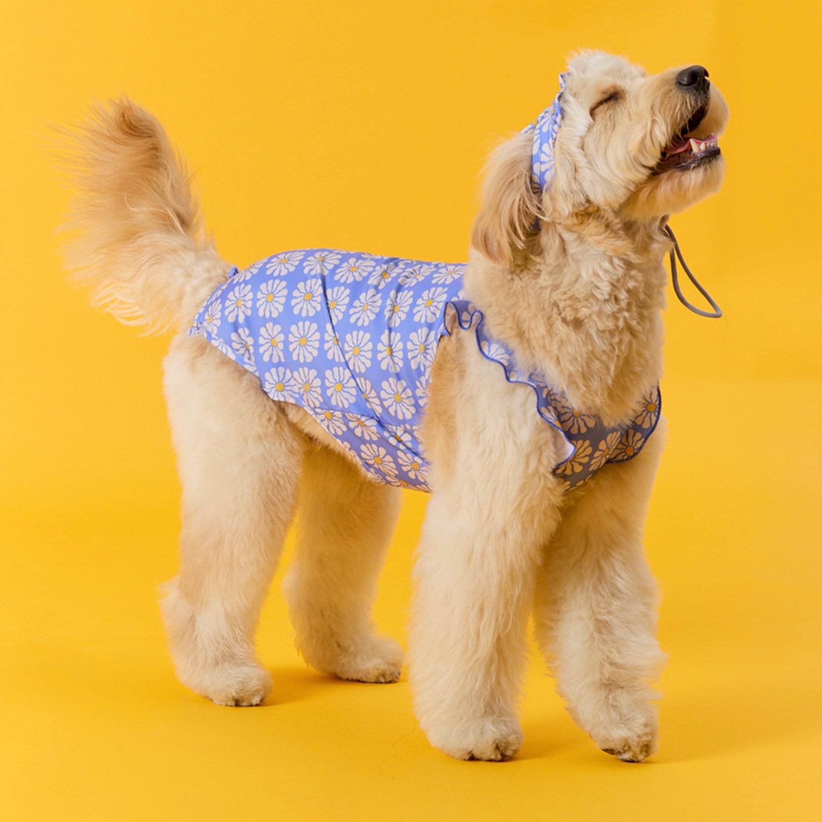 新着アイテム – URBAN DOG TOKYO