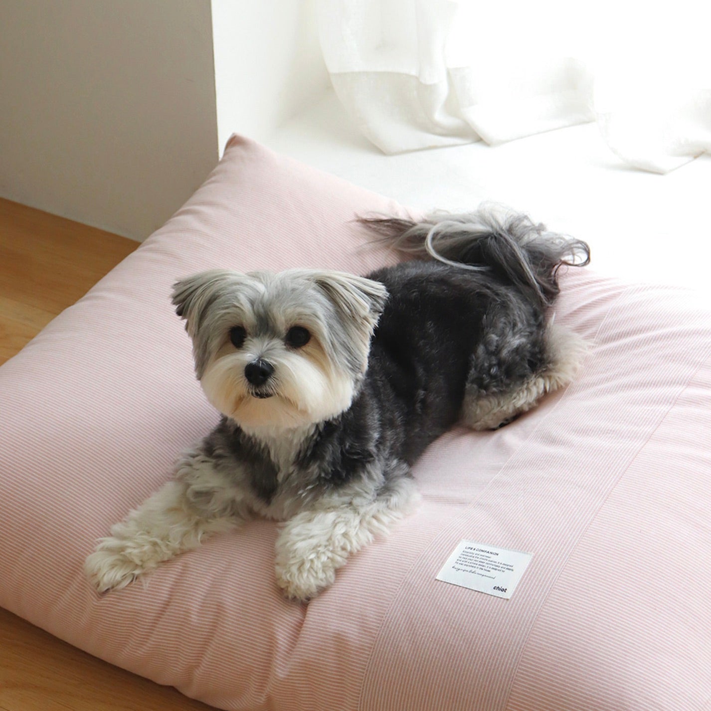海外犬服 高品質なインポートのドッグウェア通販【Chiot】Sheot