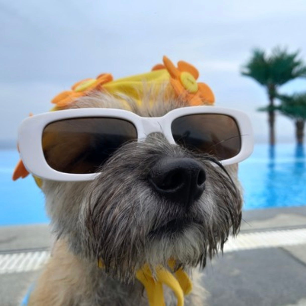 海外犬服 高品質なインポートのドッグウェア通販 