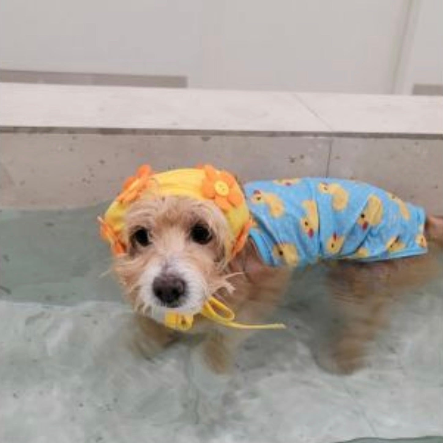 海外犬服 高品質なインポートのドッグウェア通販 