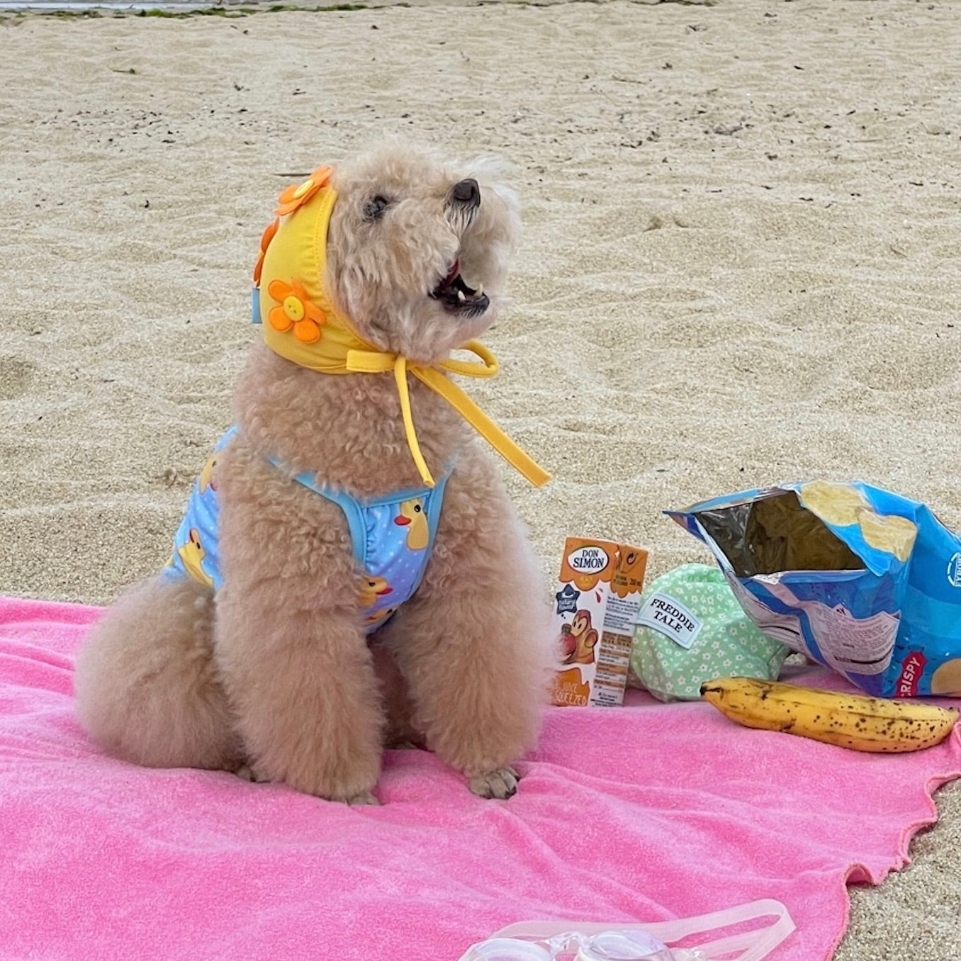 海外犬服 高品質なインポートのドッグウェア通販 