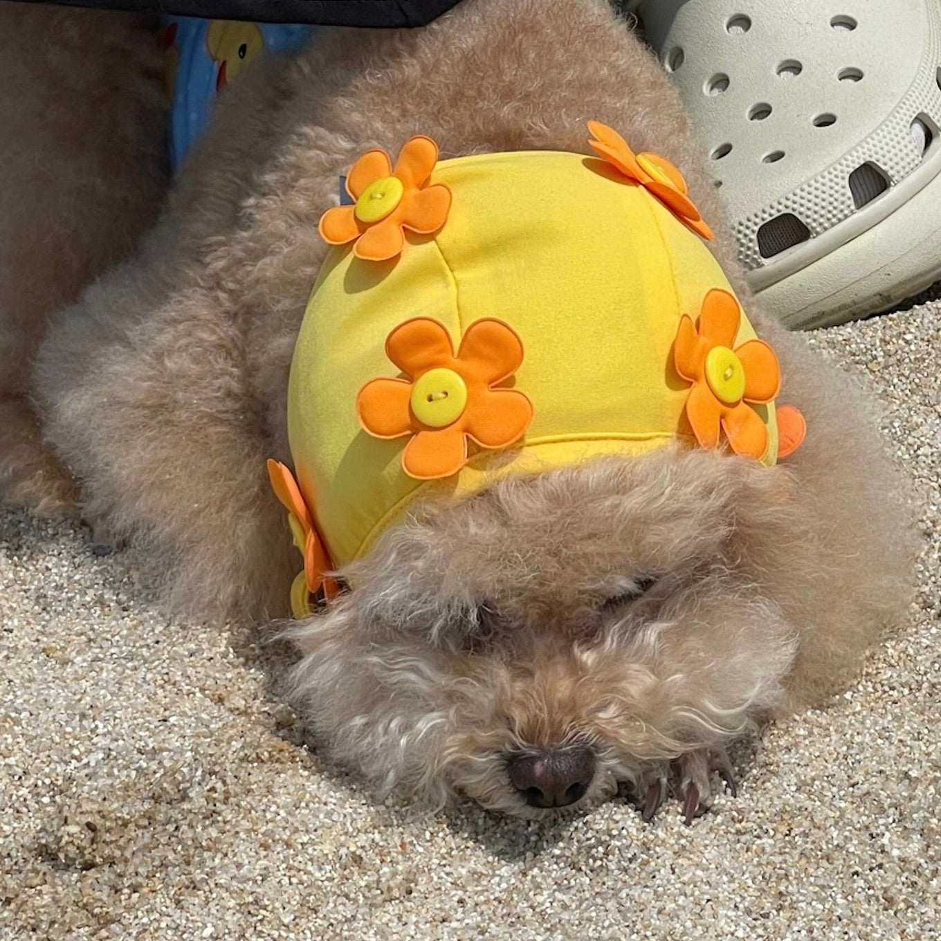 Ｆreddie Tale　犬用　帽子　サイズМ 海外犬服 高品質なインポートのドッグウェア通販 