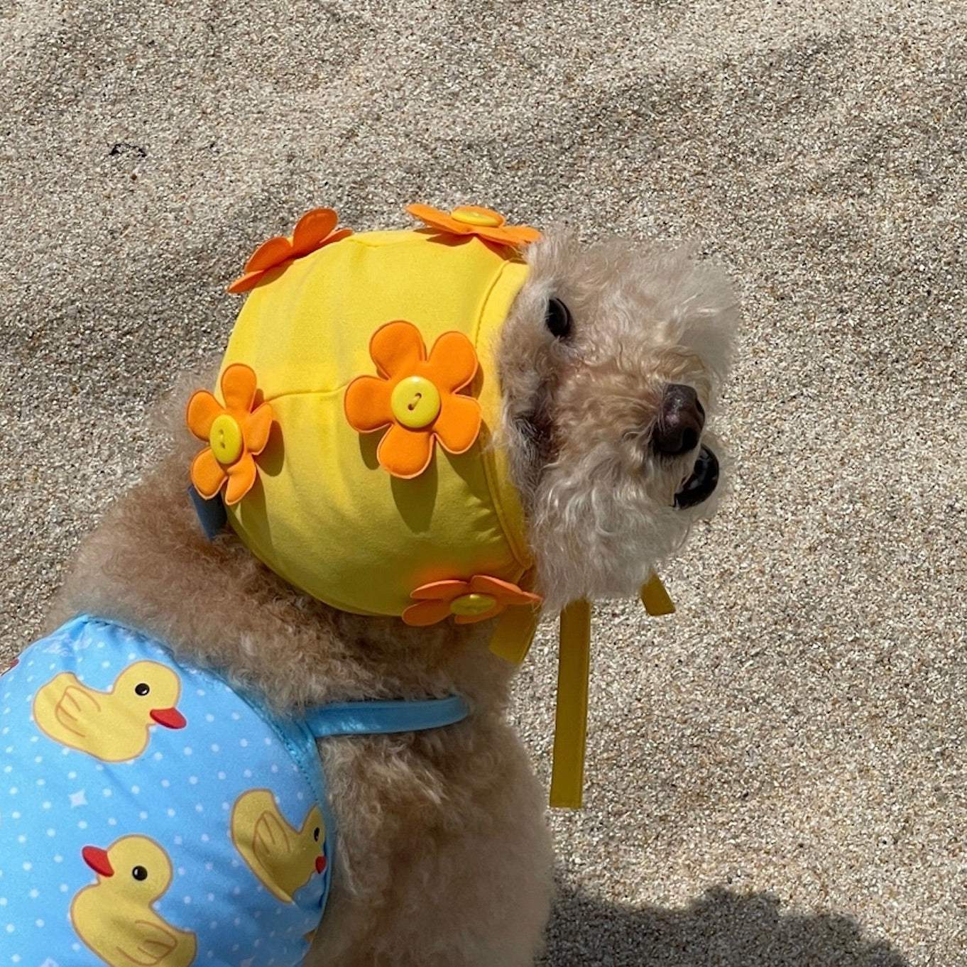 海外犬服 高品質なインポートのドッグウェア通販 