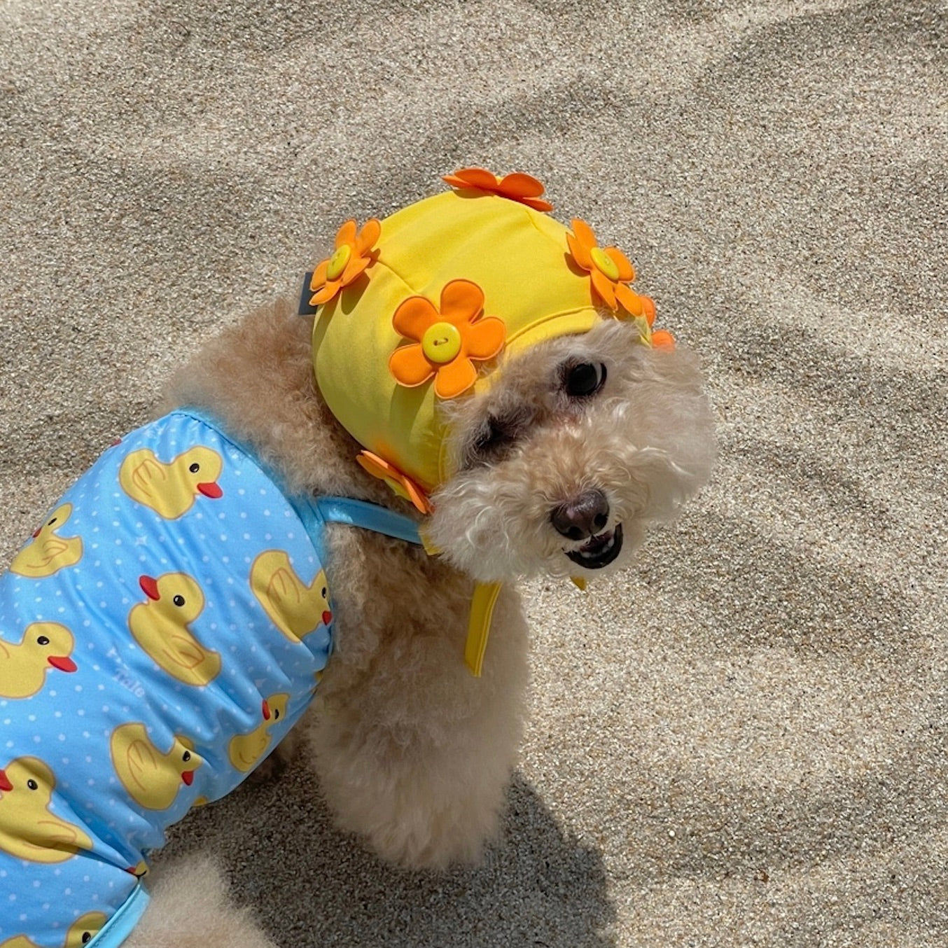 海外犬服 高品質なインポートのドッグウェア通販 