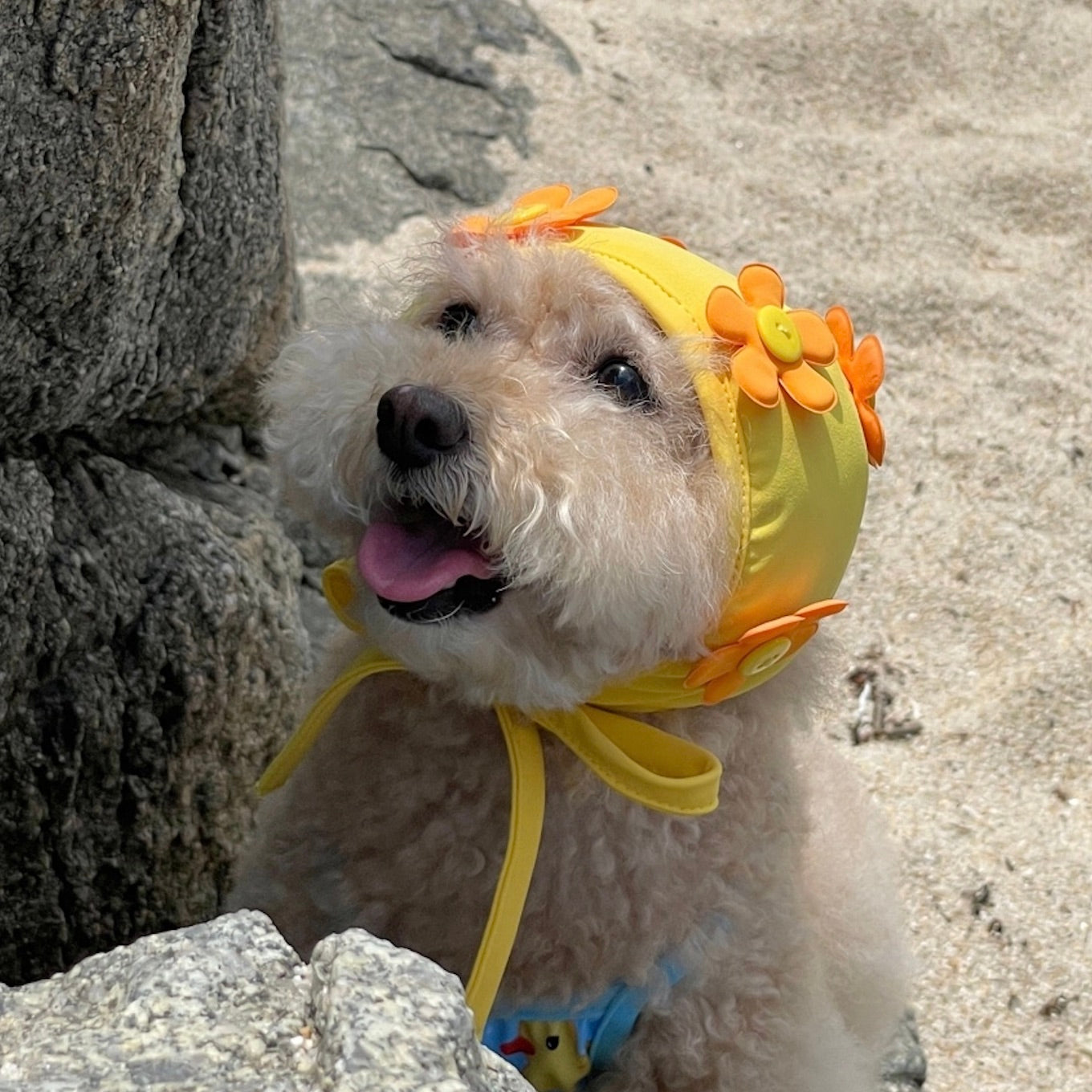 海外犬服 高品質なインポートのドッグウェア通販 