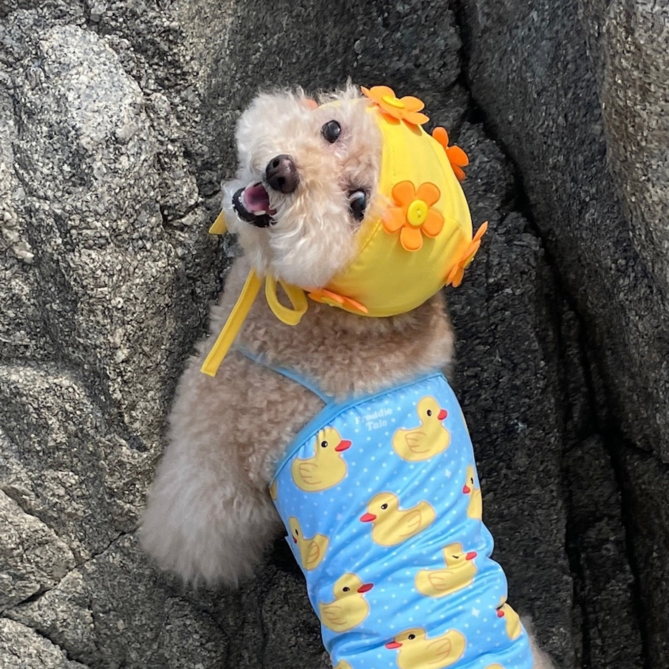 海外犬服 高品質なインポートのドッグウェア通販 