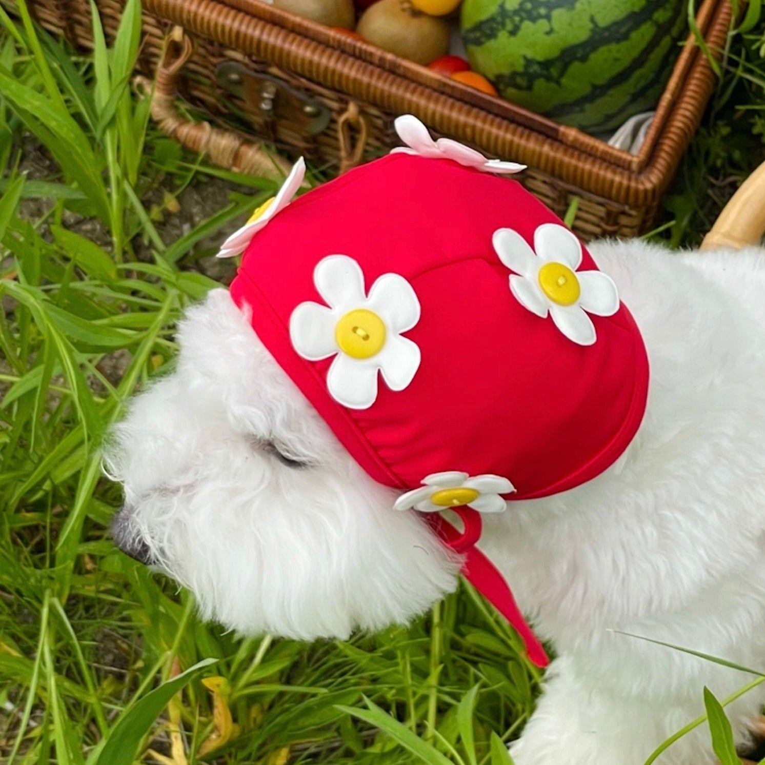 Ｆreddie Tale　犬用　帽子　サイズМ 海外犬服 高品質なインポートのドッグウェア通販 