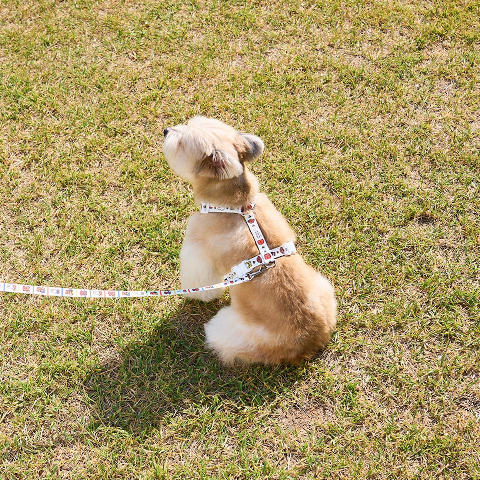 海外犬服 高品質なインポートのドッグウェア通販 