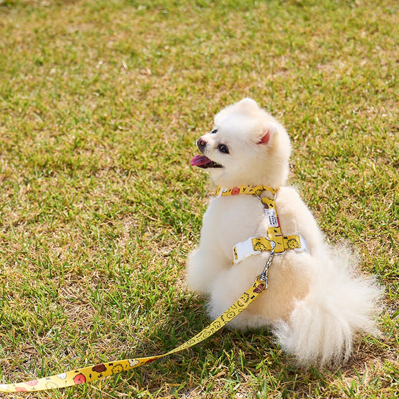 海外犬服 高品質なインポートのドッグウェア通販 