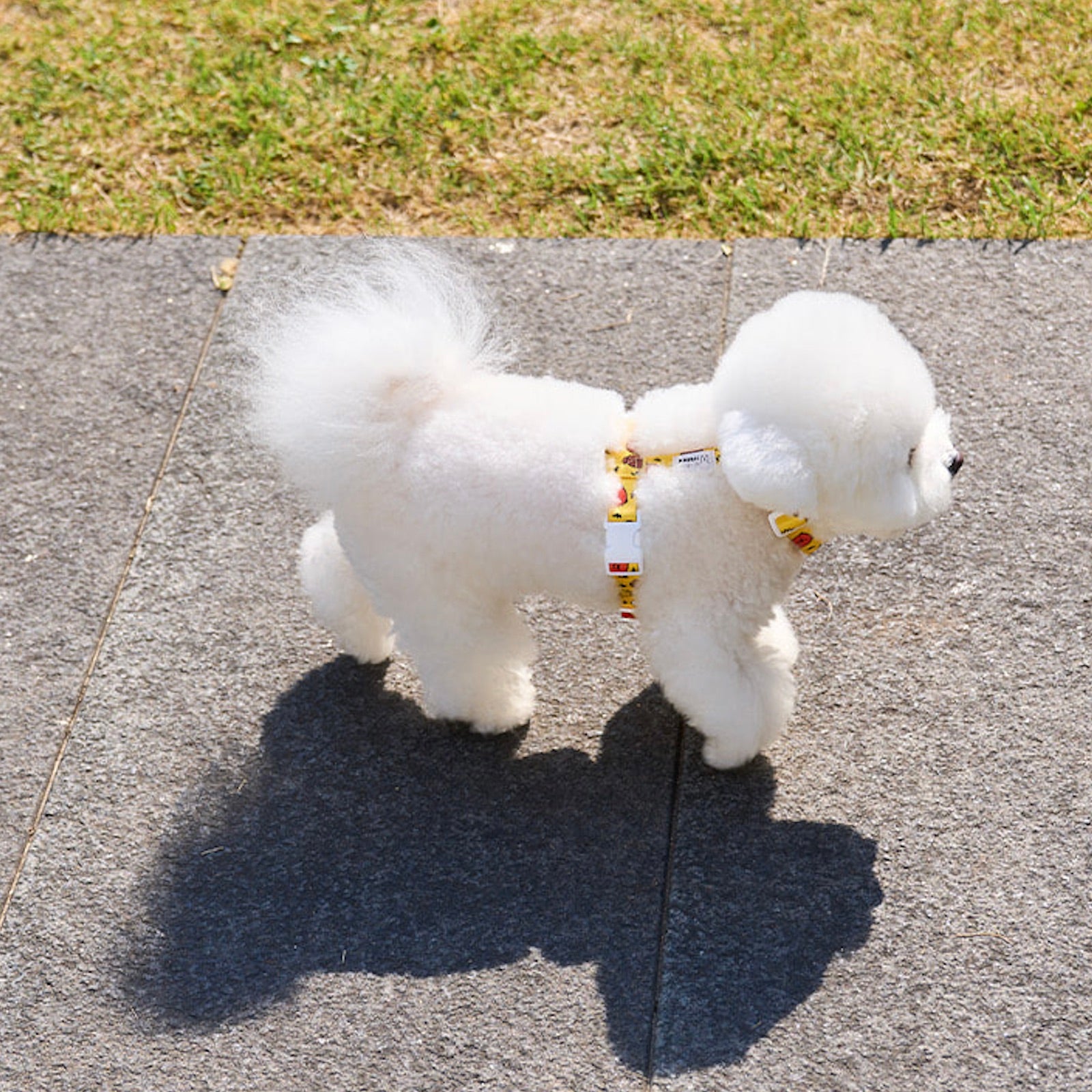 海外犬服 高品質なインポートのドッグウェア通販 