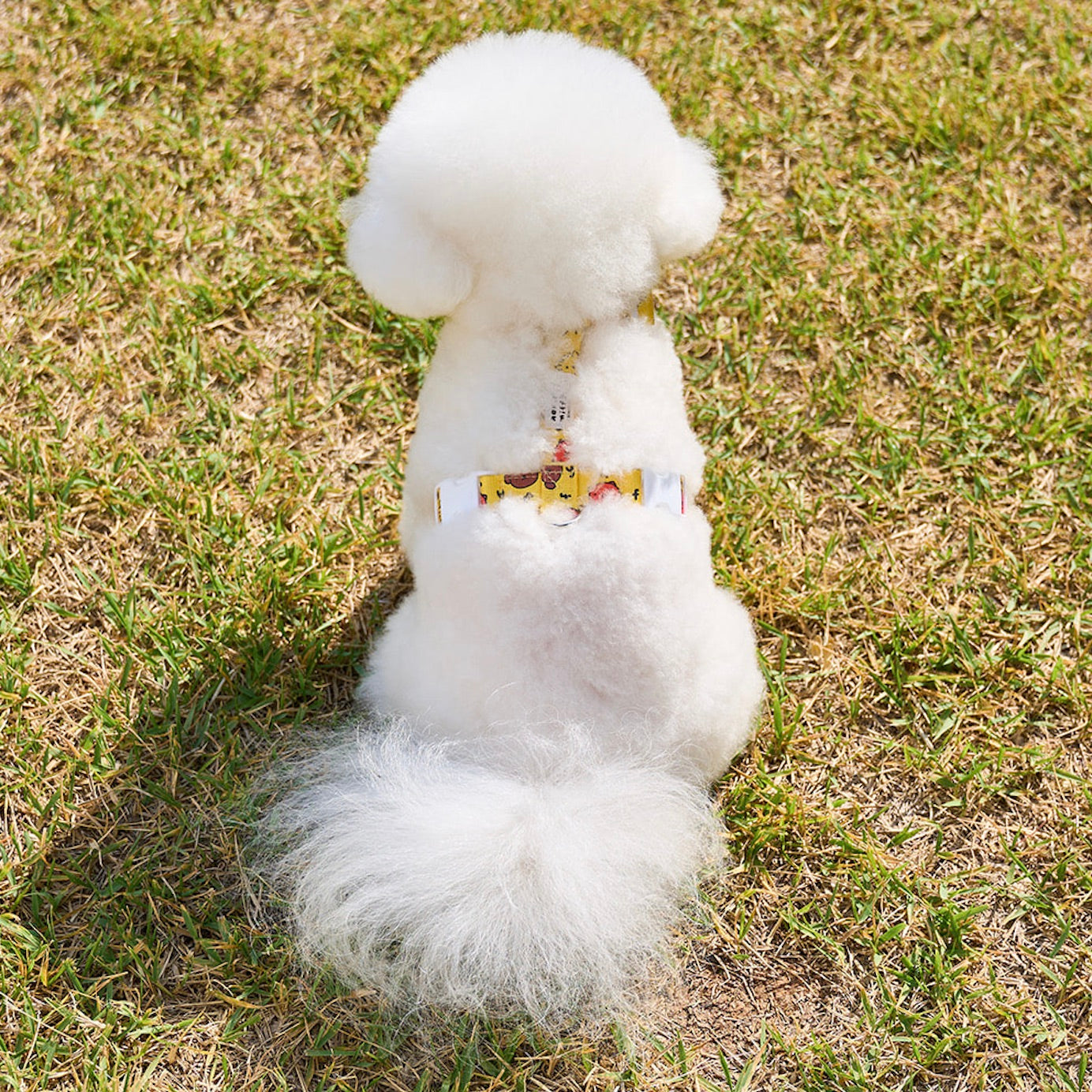 海外犬服 高品質なインポートのドッグウェア通販 