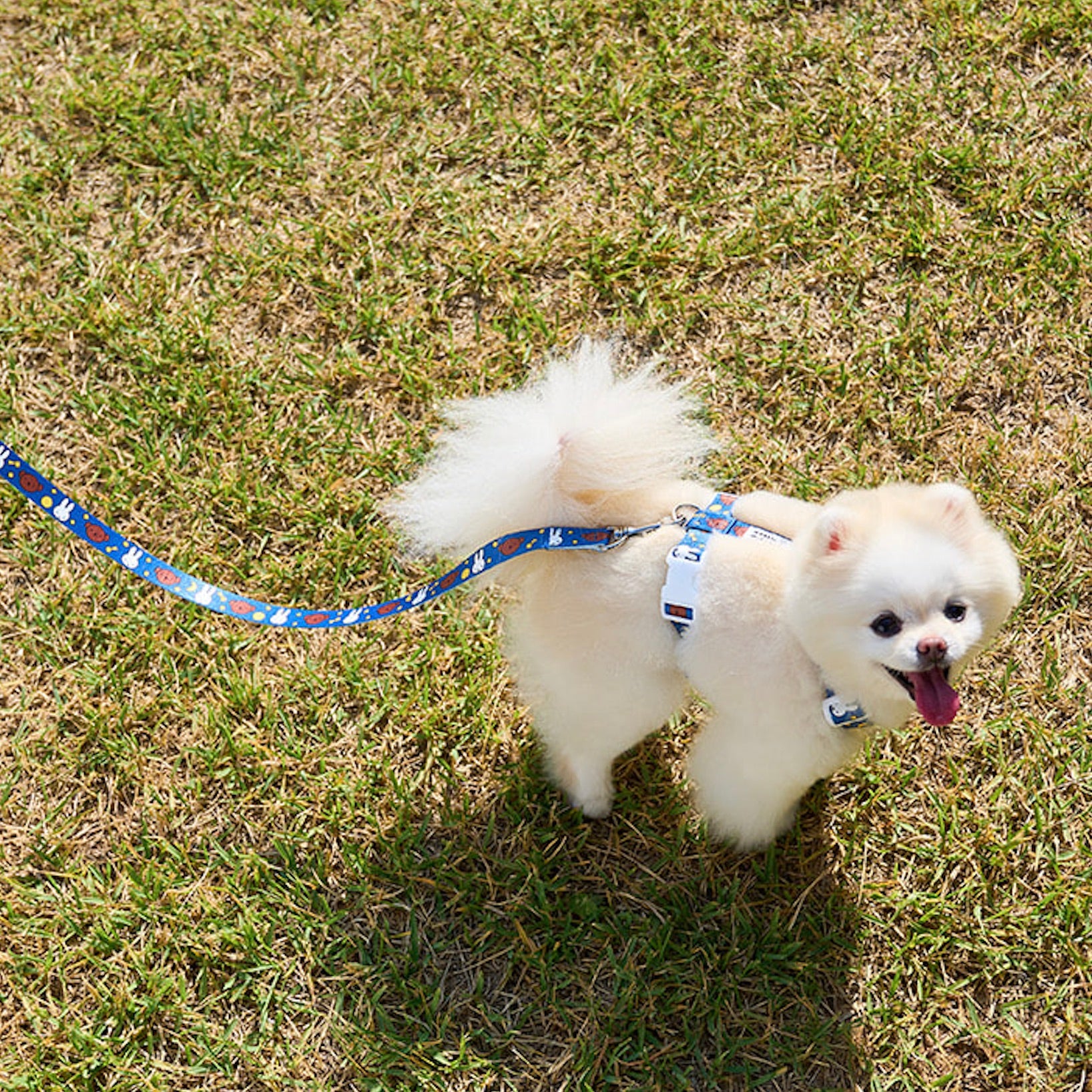 海外犬服 高品質なインポートのドッグウェア通販 